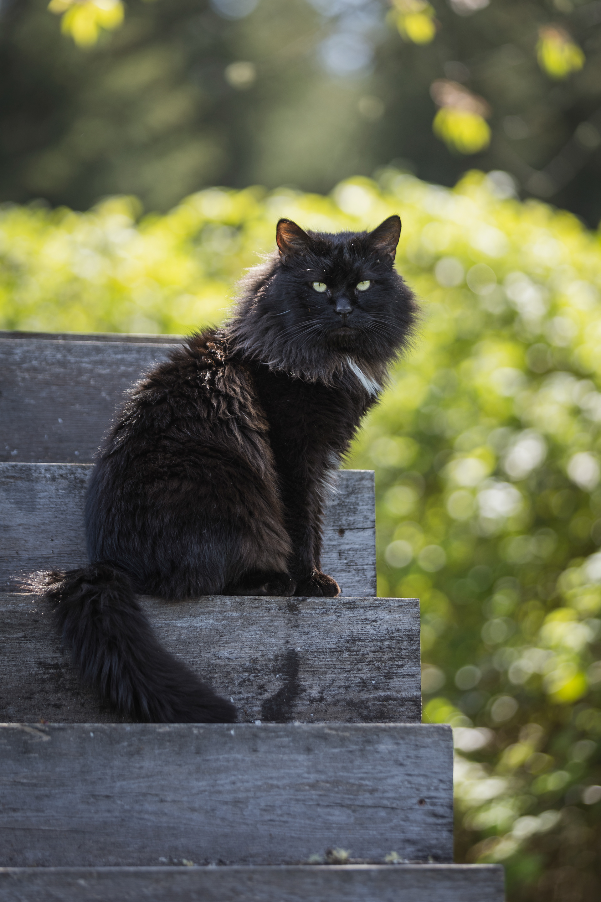 His Royal Floofness will see you now.