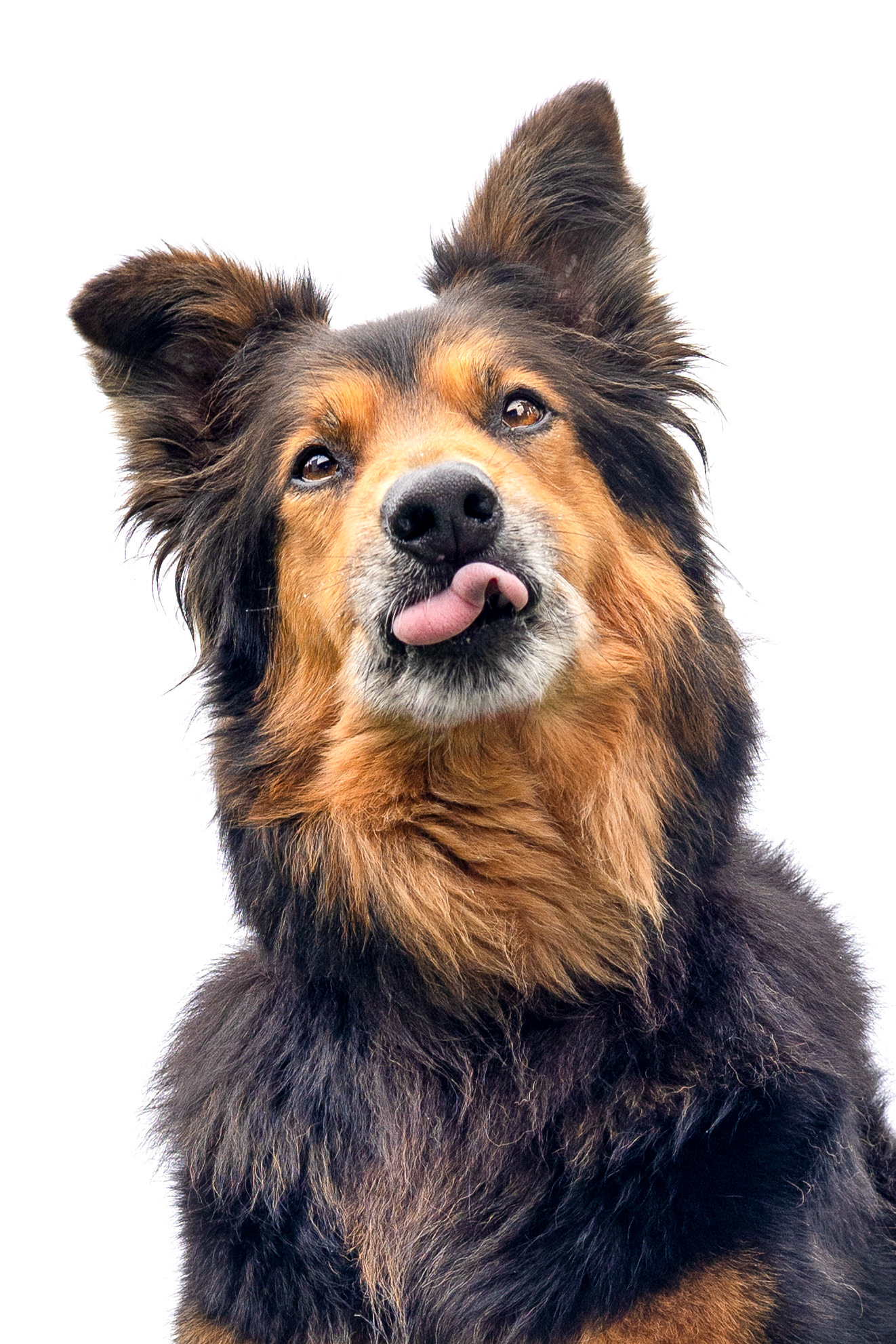 Twice the fluff, double the charm—he’s still available!