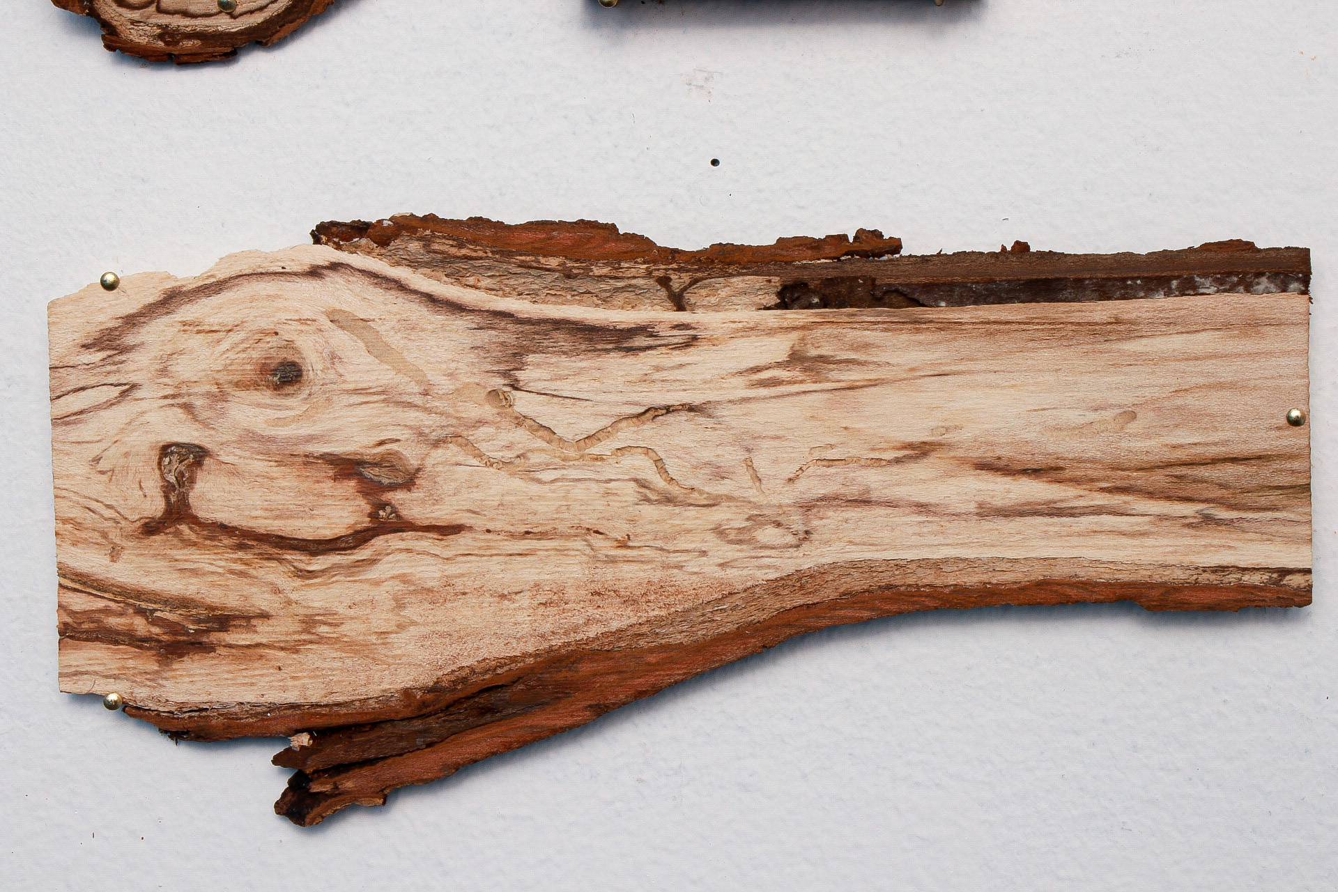 Knot Perfection, 25x15 Inches, Diseased wood, Brass Nails, Instillation Shot (Detail), 2019