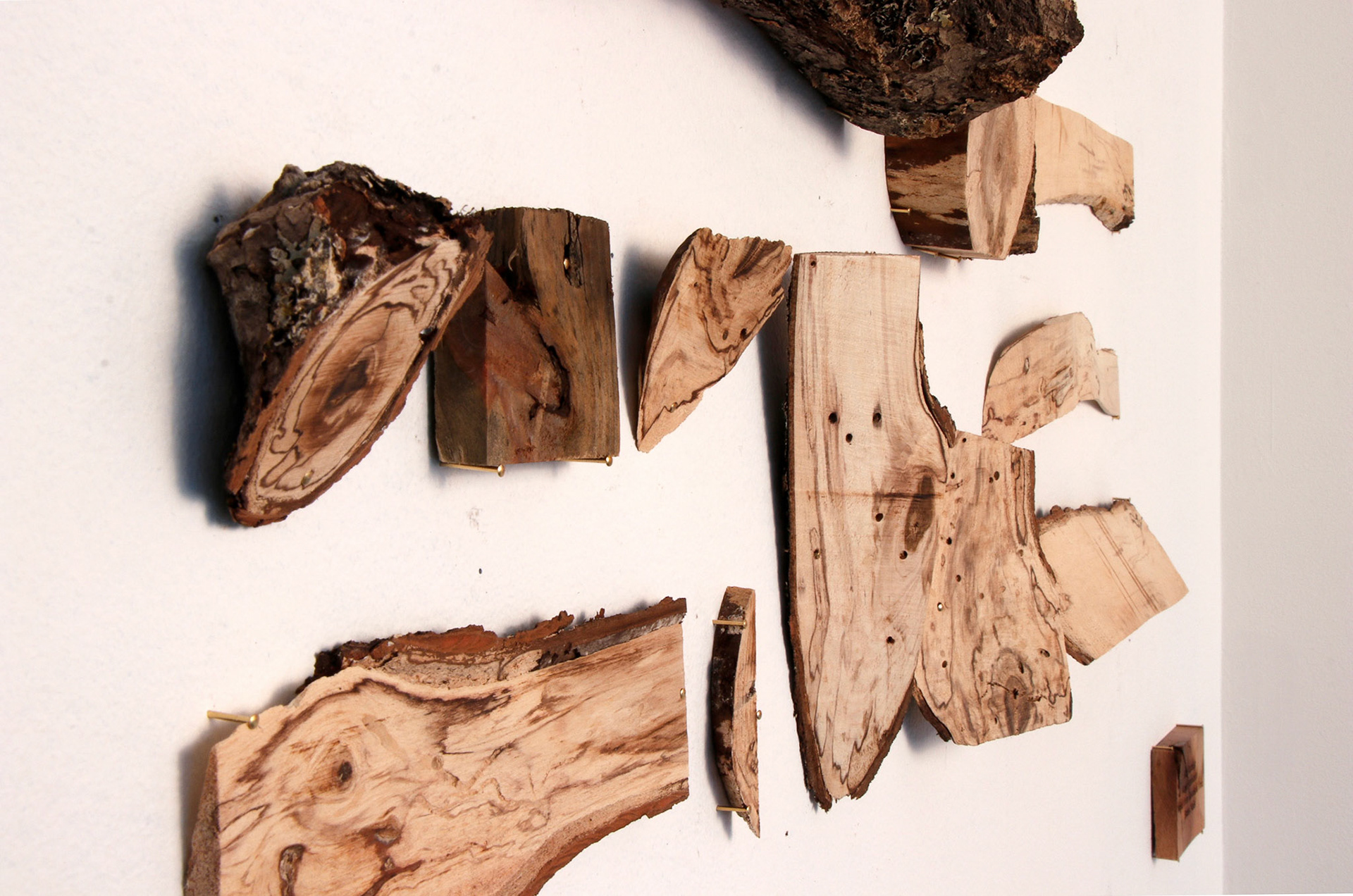 Knot Perfection, 25x15 Inches, Diseased wood, Brass Nails, Instillation Shot (Detail), 2019