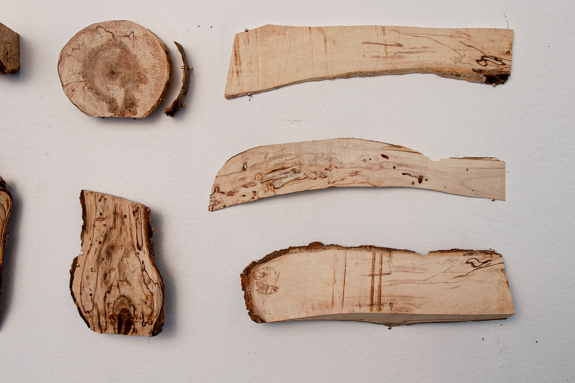 Knot Perfection, 25x15 Inches, Diseased wood, Brass Nails, Instillation Shot (Detail), 2019