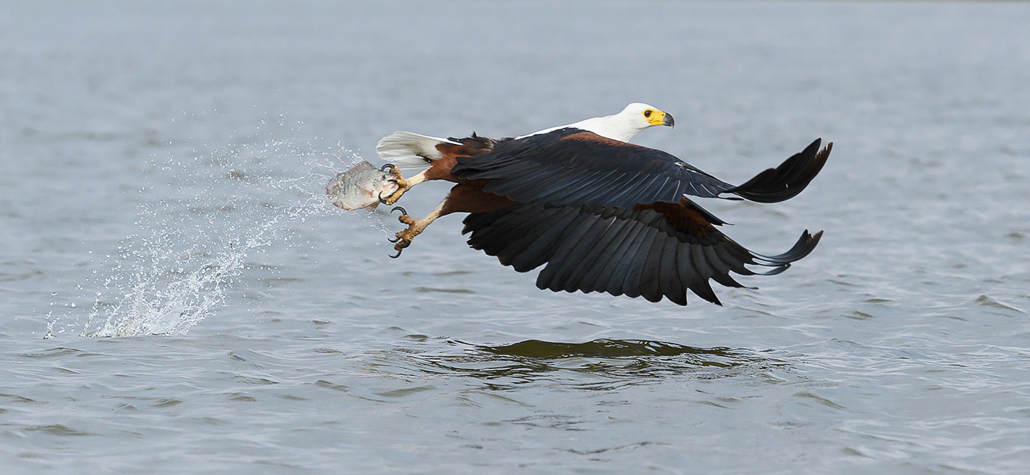 In Kenya, a bald eagle catches a fish on a lake.