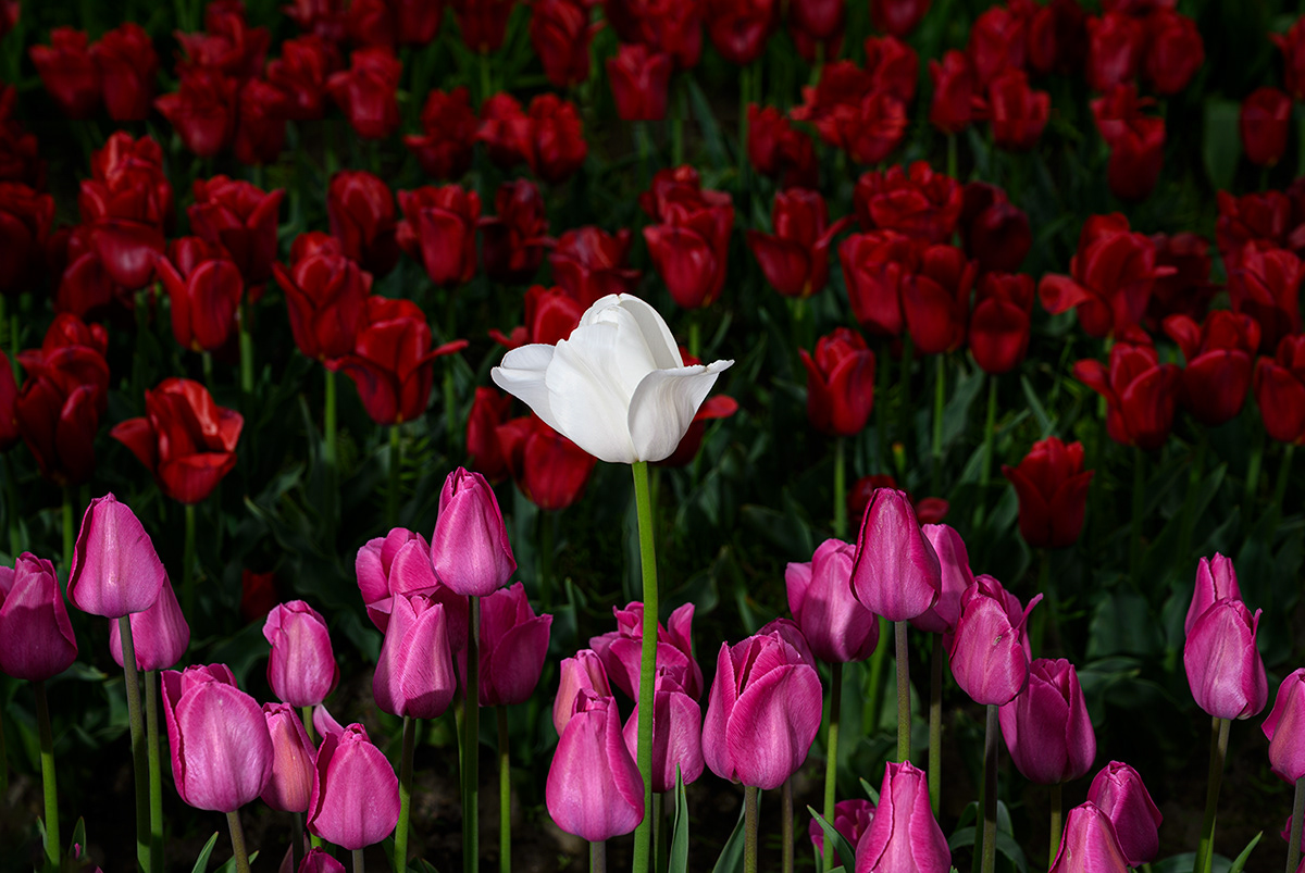A white tulip stands out among other flowers.  2023 Abbotsford Tulip Festival