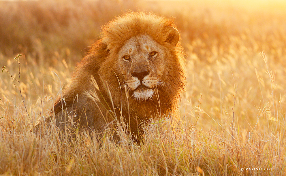 Tanzania Safaris, a male lion patrols his territory in the early morning.