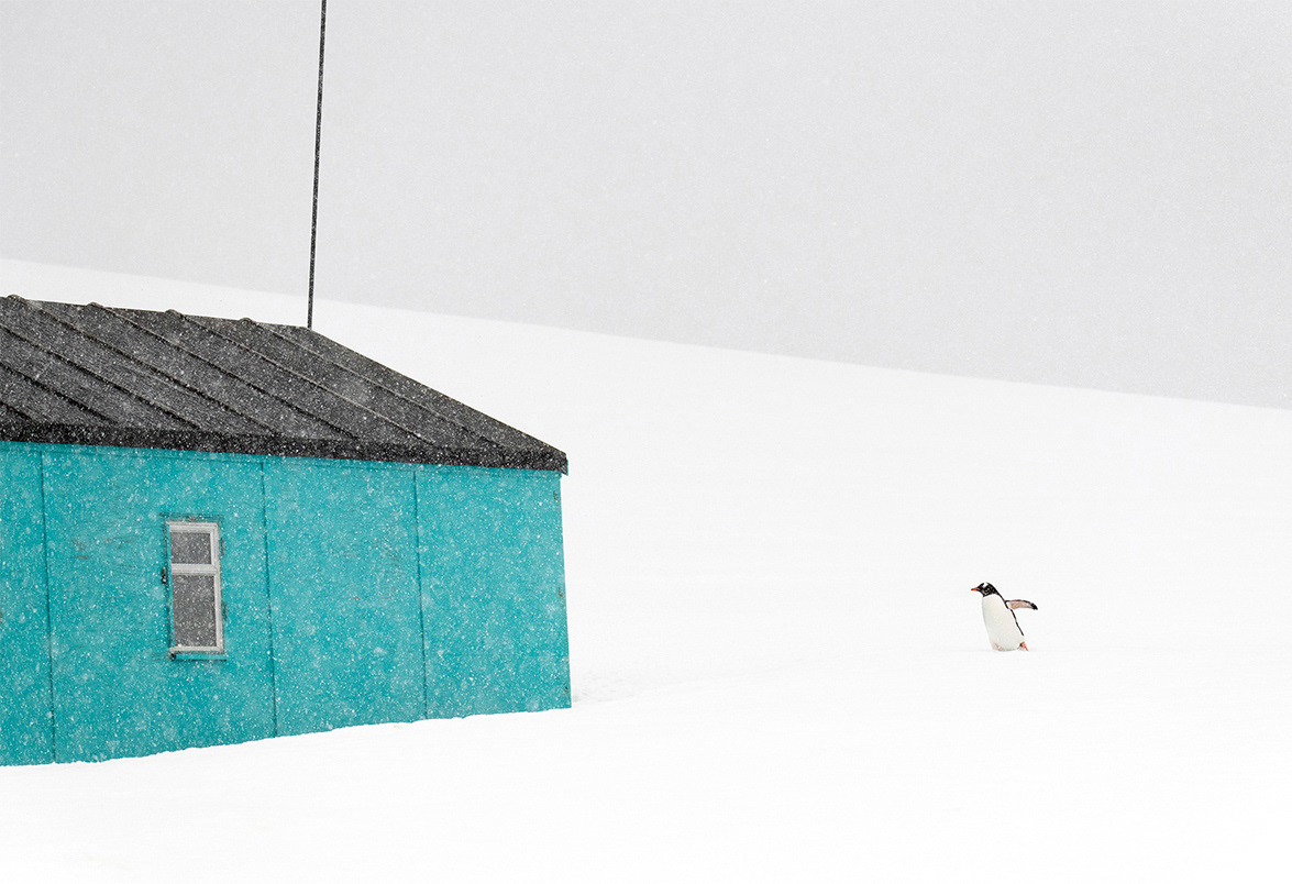 During a blizzard in Antarctica, a lone penguin stumbled upon a small shelter, seeking refuge from the snow. Dec, 2018