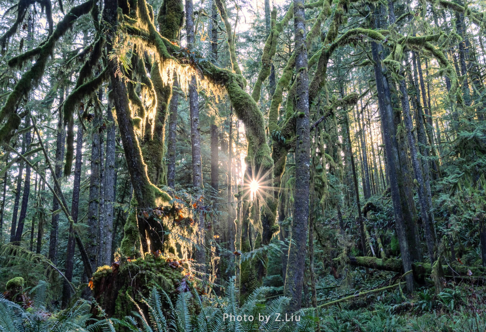 The west coast of Canada has the largest temperate rainforest in the world. The vegetation and diverse plants in the rainforest show multiple fascinating images. I used to go to multiple primitive rainforests to shoot, and each time I am moved by the vitality of nature.