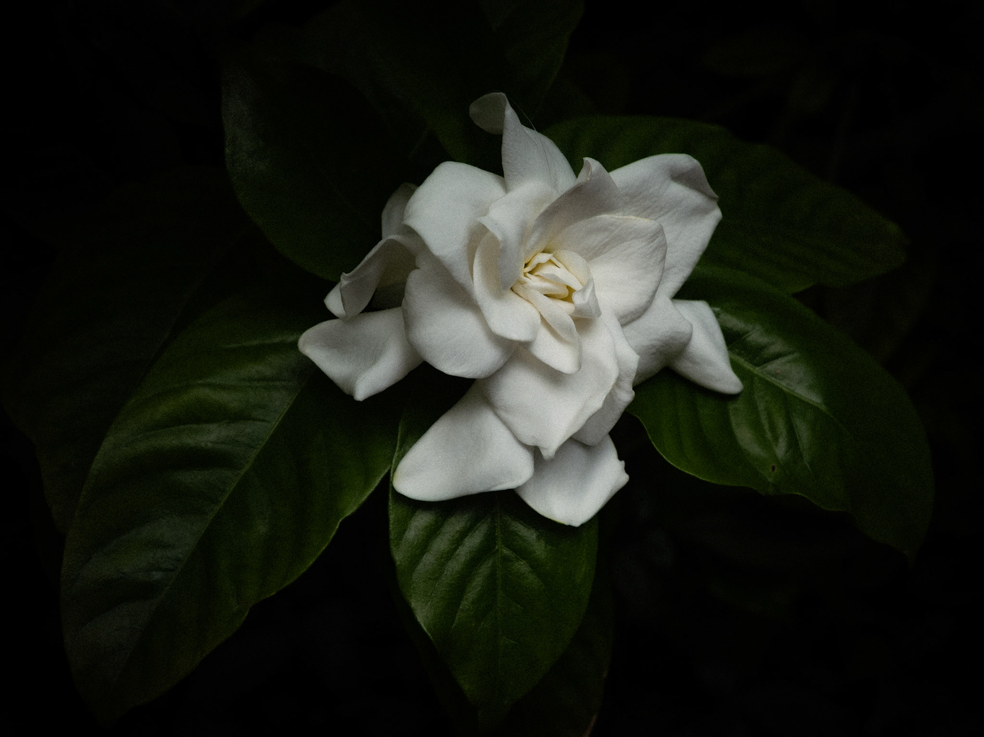 Pure Petals