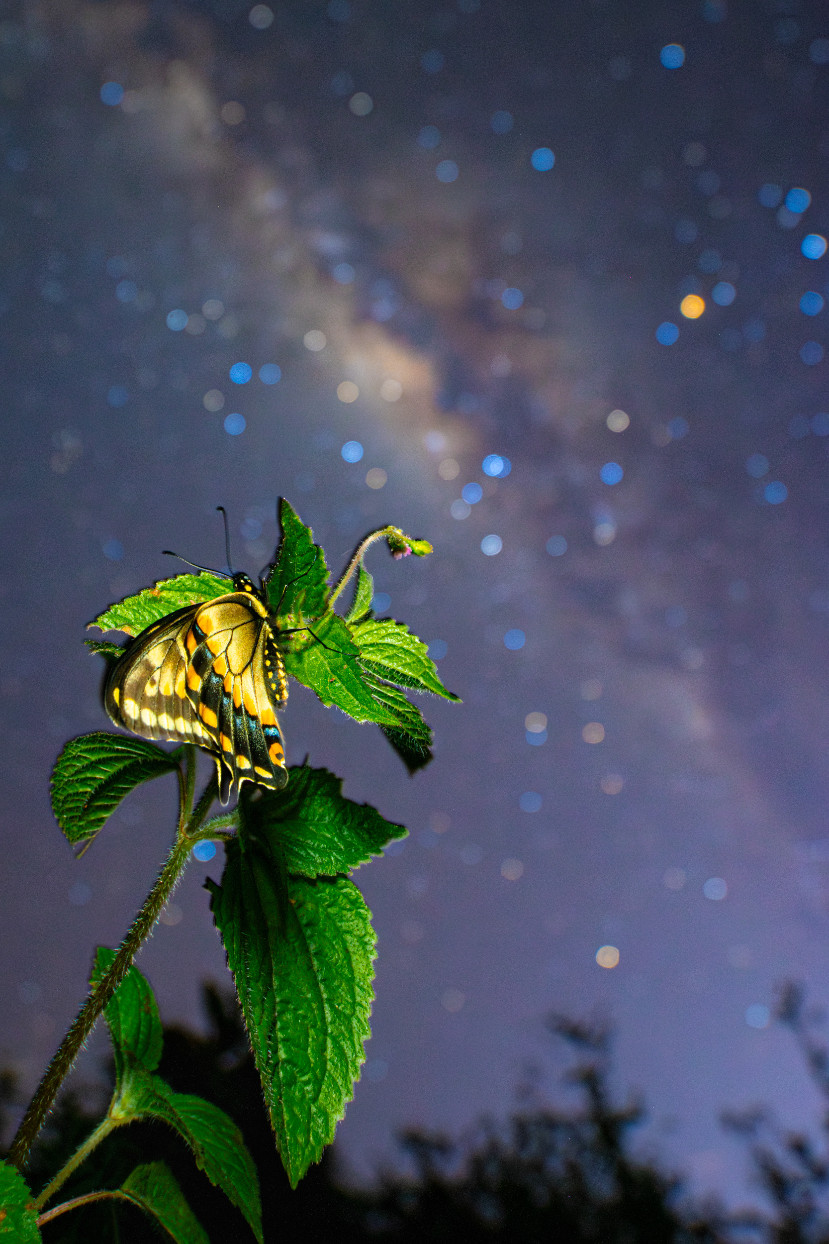El sueño de una mariposa en una noche estrellada. Ganador del concurso de fotografía "Luís Felipe Mosquera" 50 Congreso de la Sociedad Colombiana de Entmología SCOLEN, 2023. Categoría Artropodos. Locación: Cajibio, Cauca.