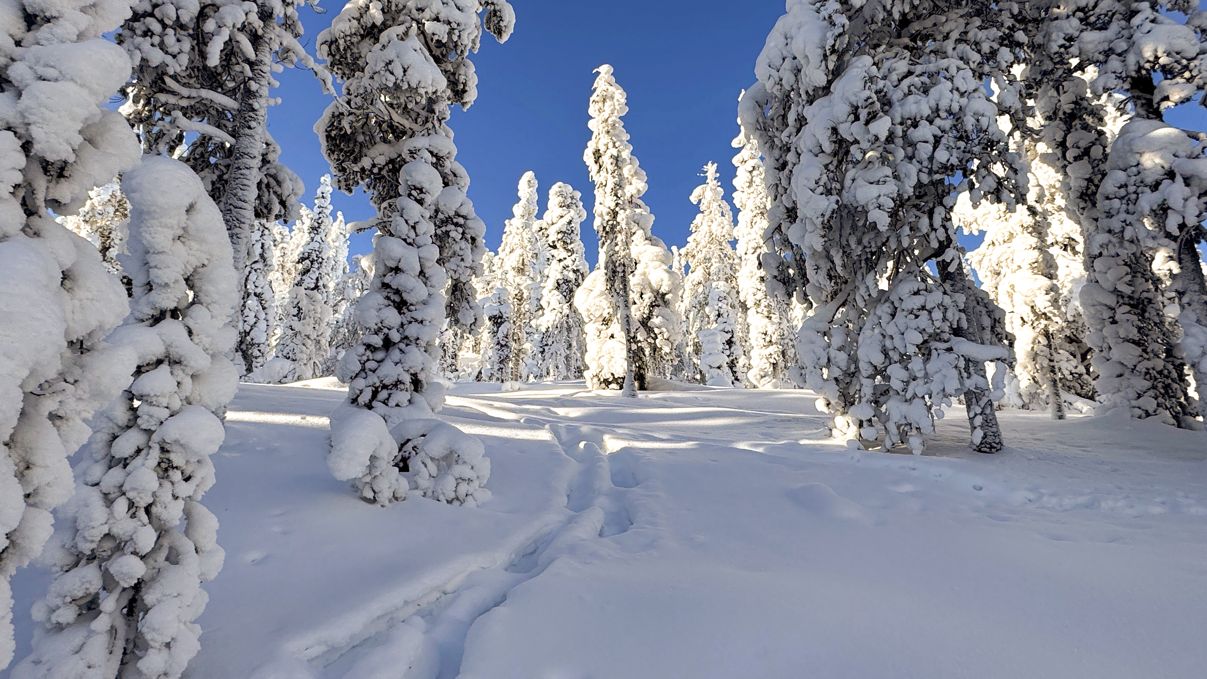 Tiefverschneites Schweigen in Lappland