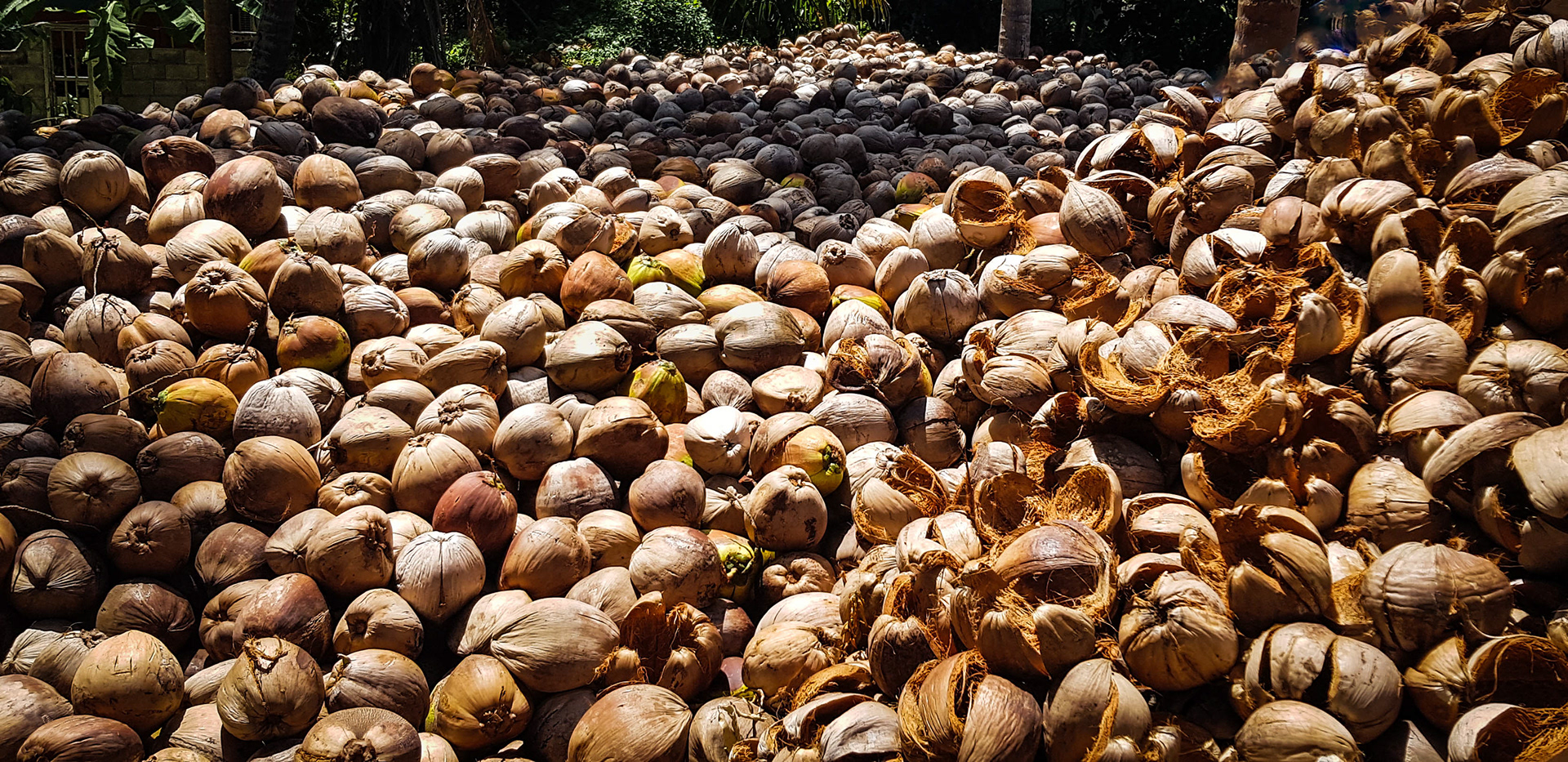 Tropische Fülle – Kokosnüsse soweit das Auge reicht