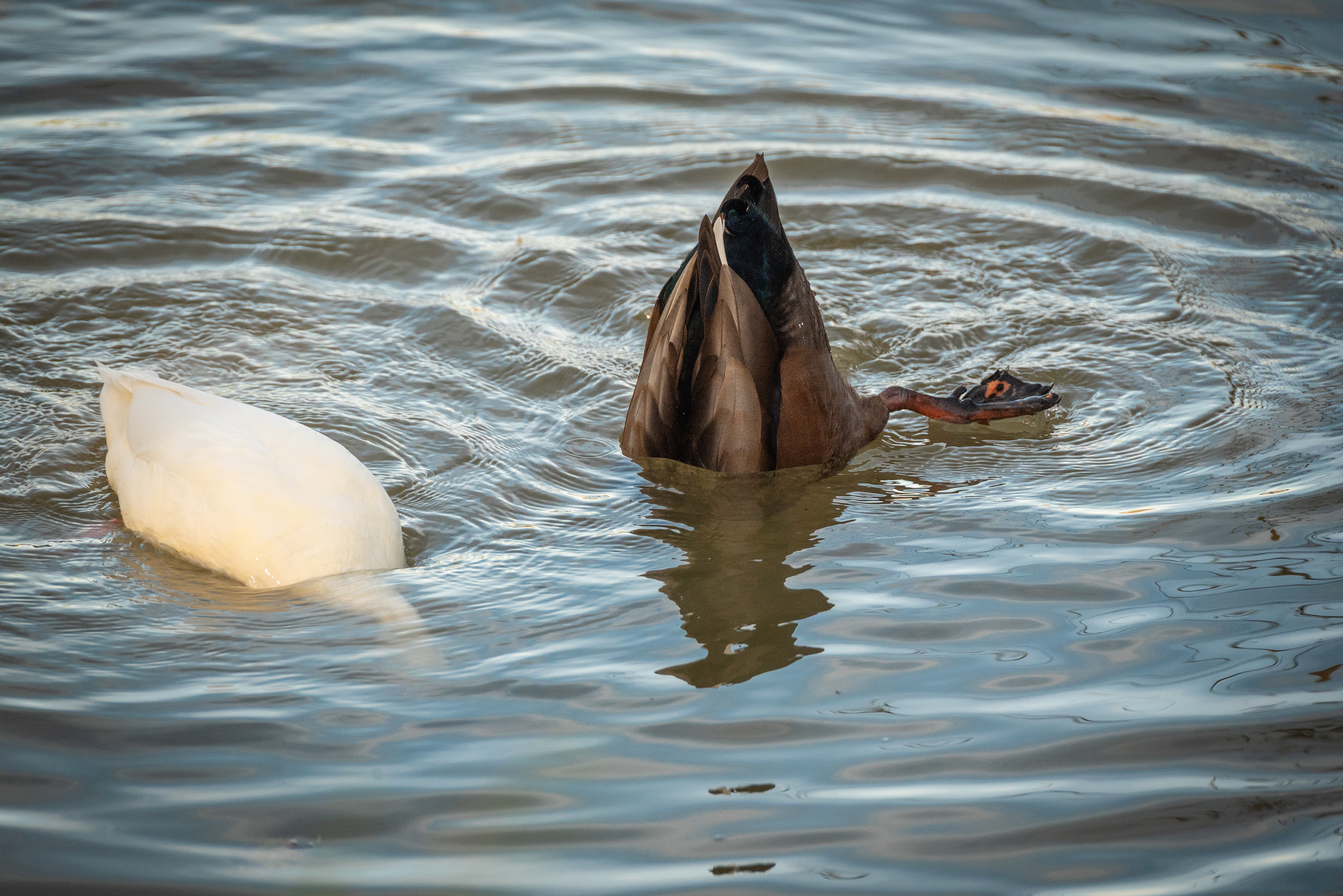 Ein Hintern kommt selten allein