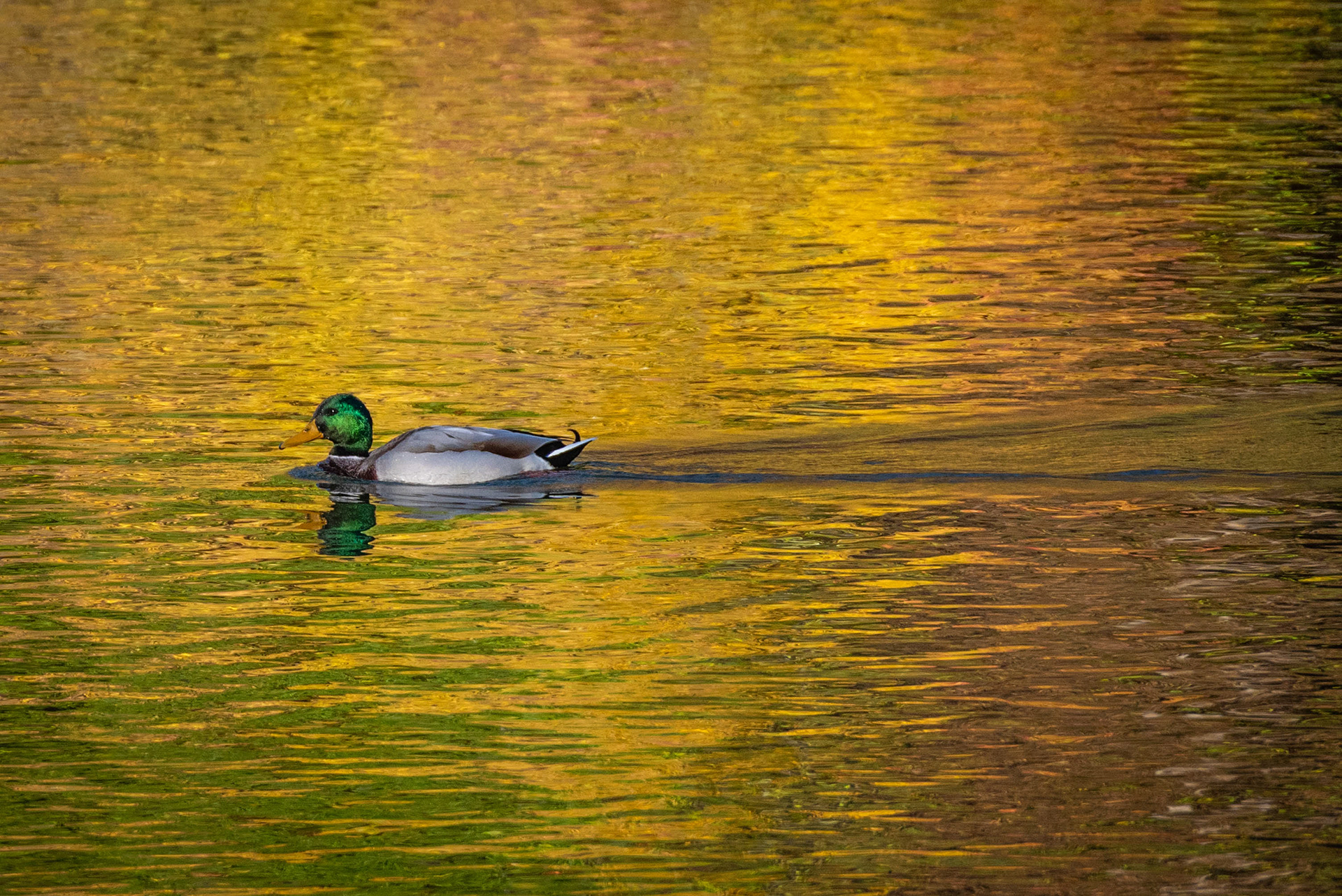 Farbenmeer mit Federkleid