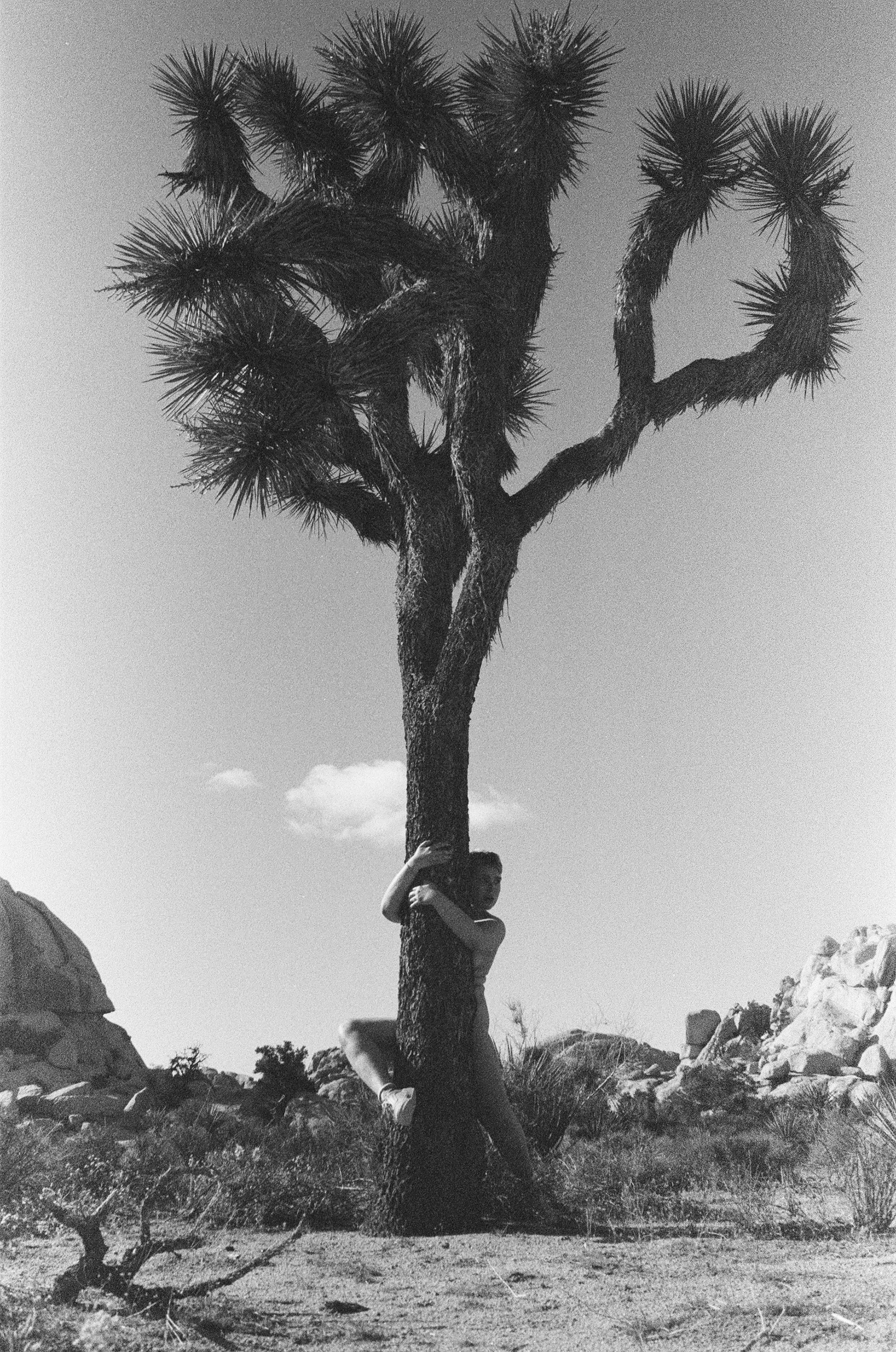 JOSHUA TREE