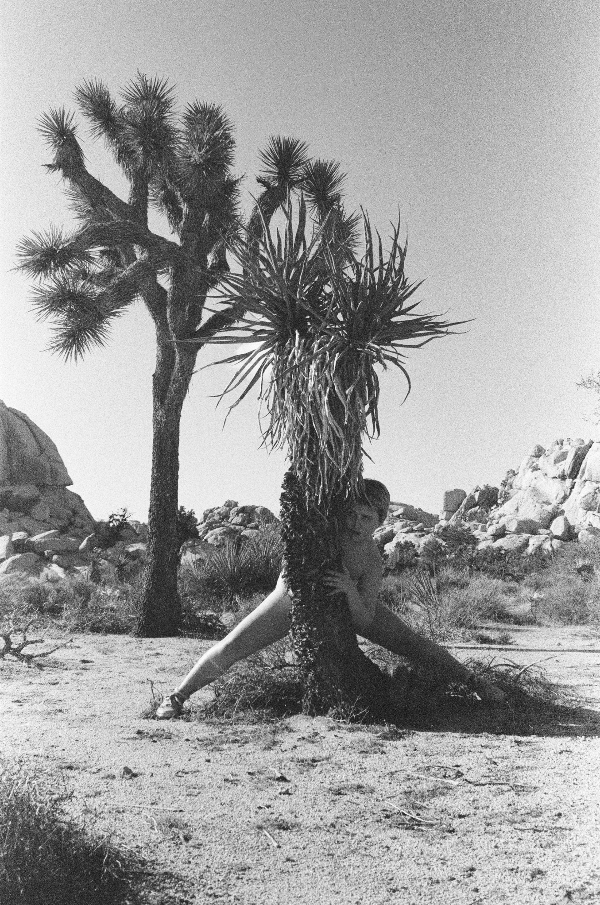 JOSHUA TREE