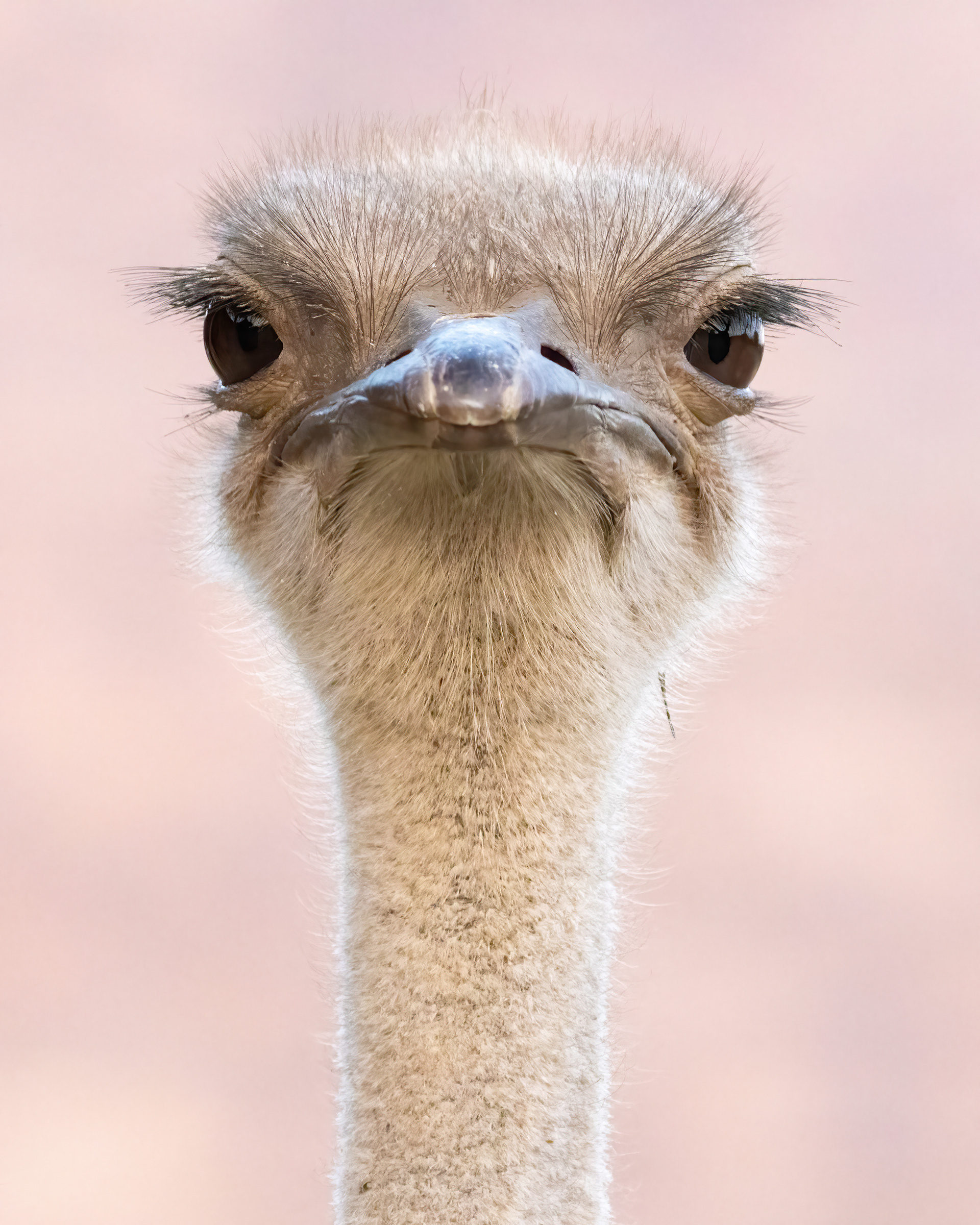 Common Ostrich Etosha National Park