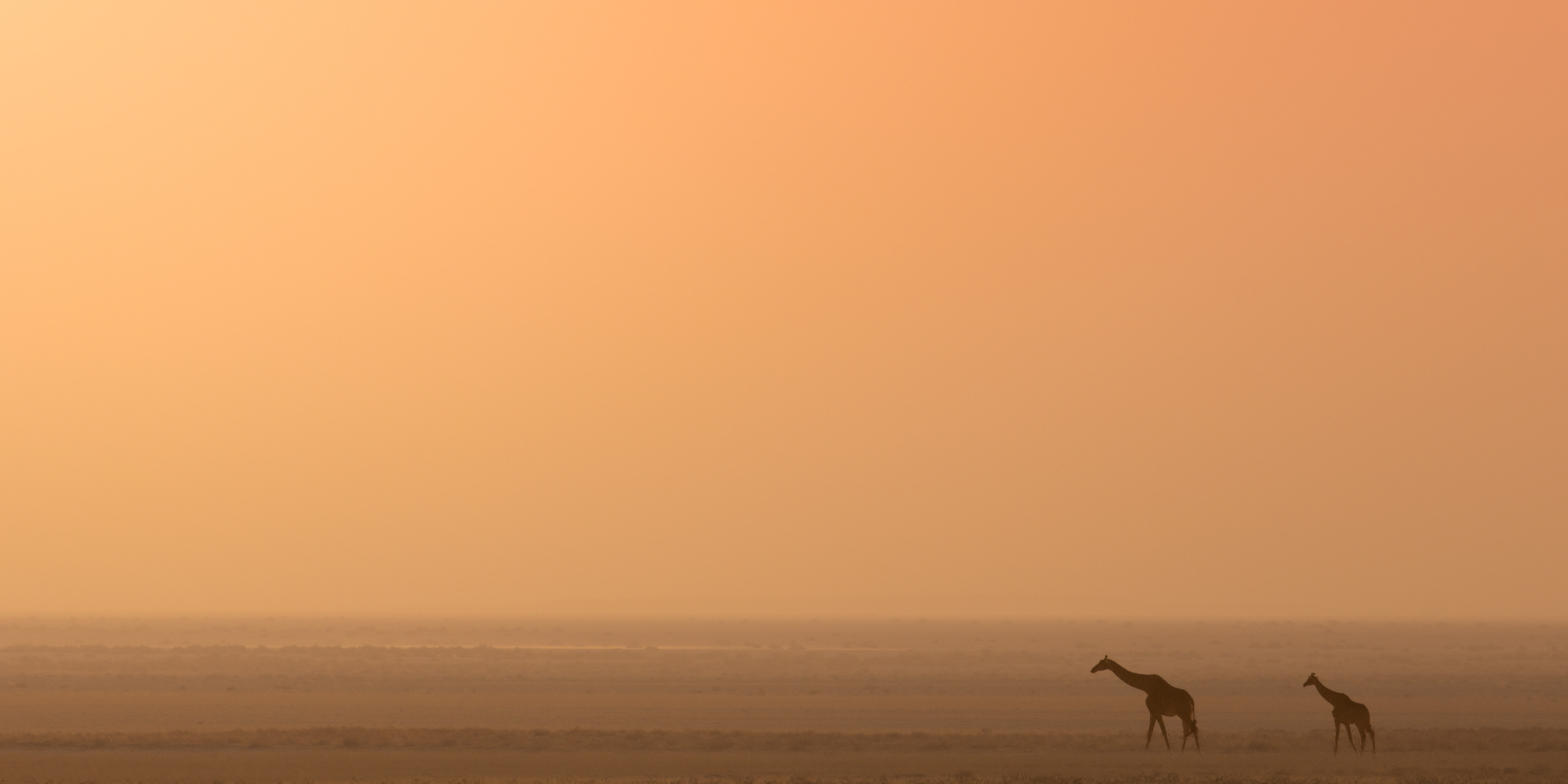 Giraffe Etosha National Park