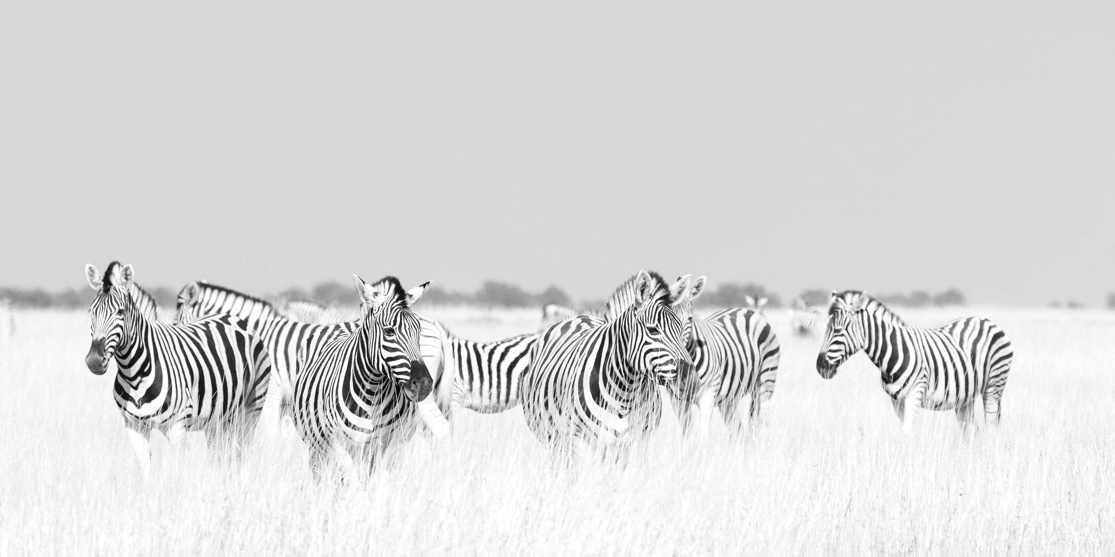 Burchell's Zebra Etosha National Park