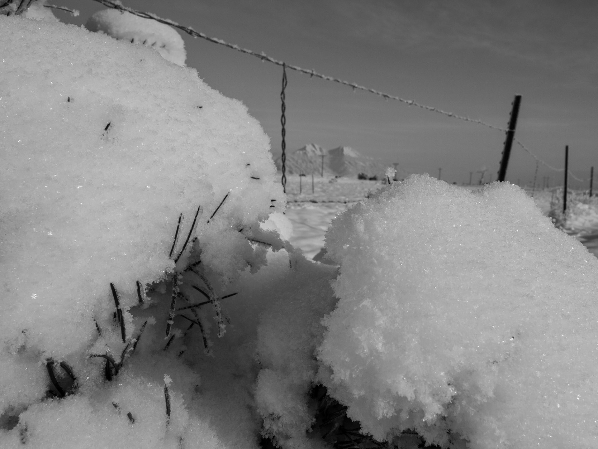 New snow on pine, B&W hi contrast filter look