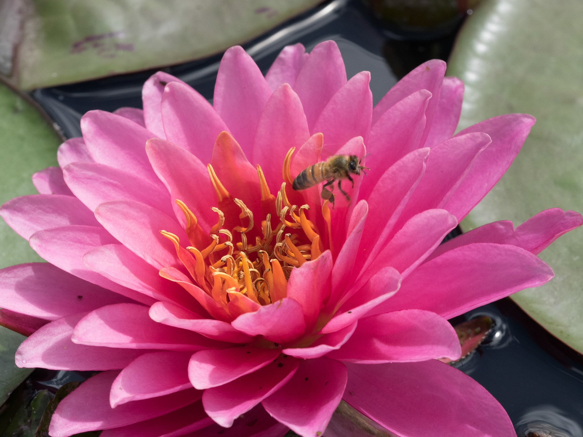 Honeybee leaving water lily
