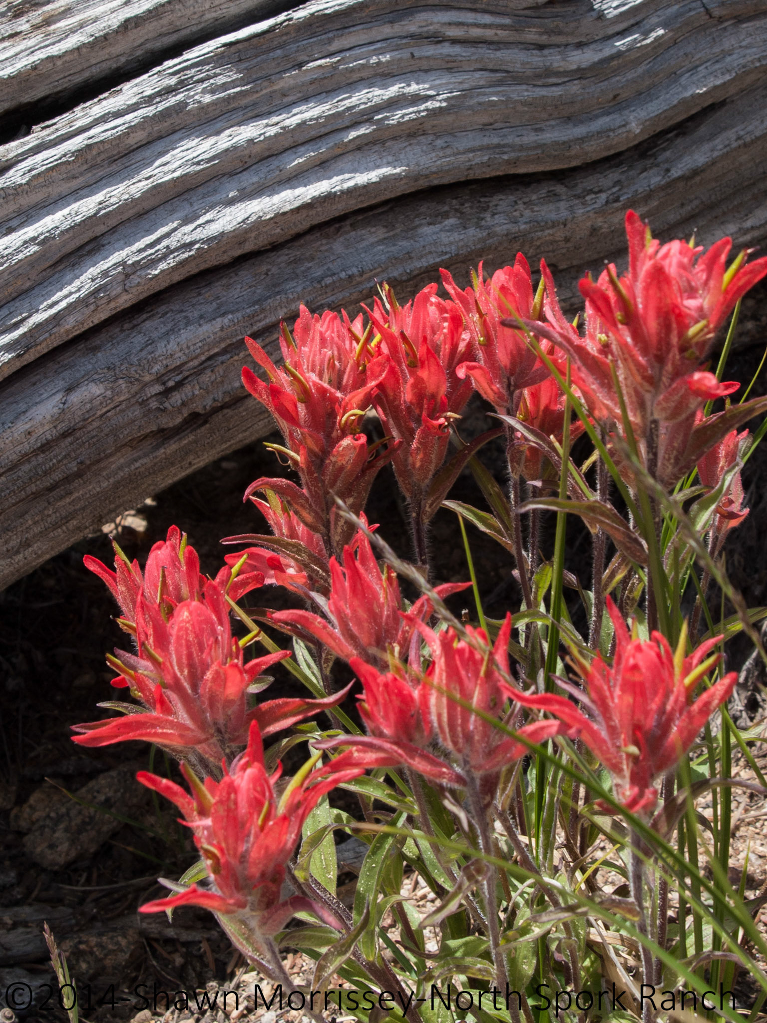 Indian Paintbrush on Mt. Goliath Wilderness Area, Mt. Evans, CO