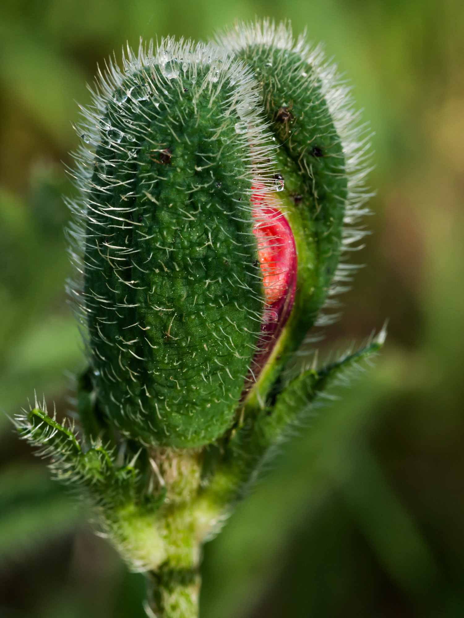 1:1 close up of poppy a day or so away from blooming