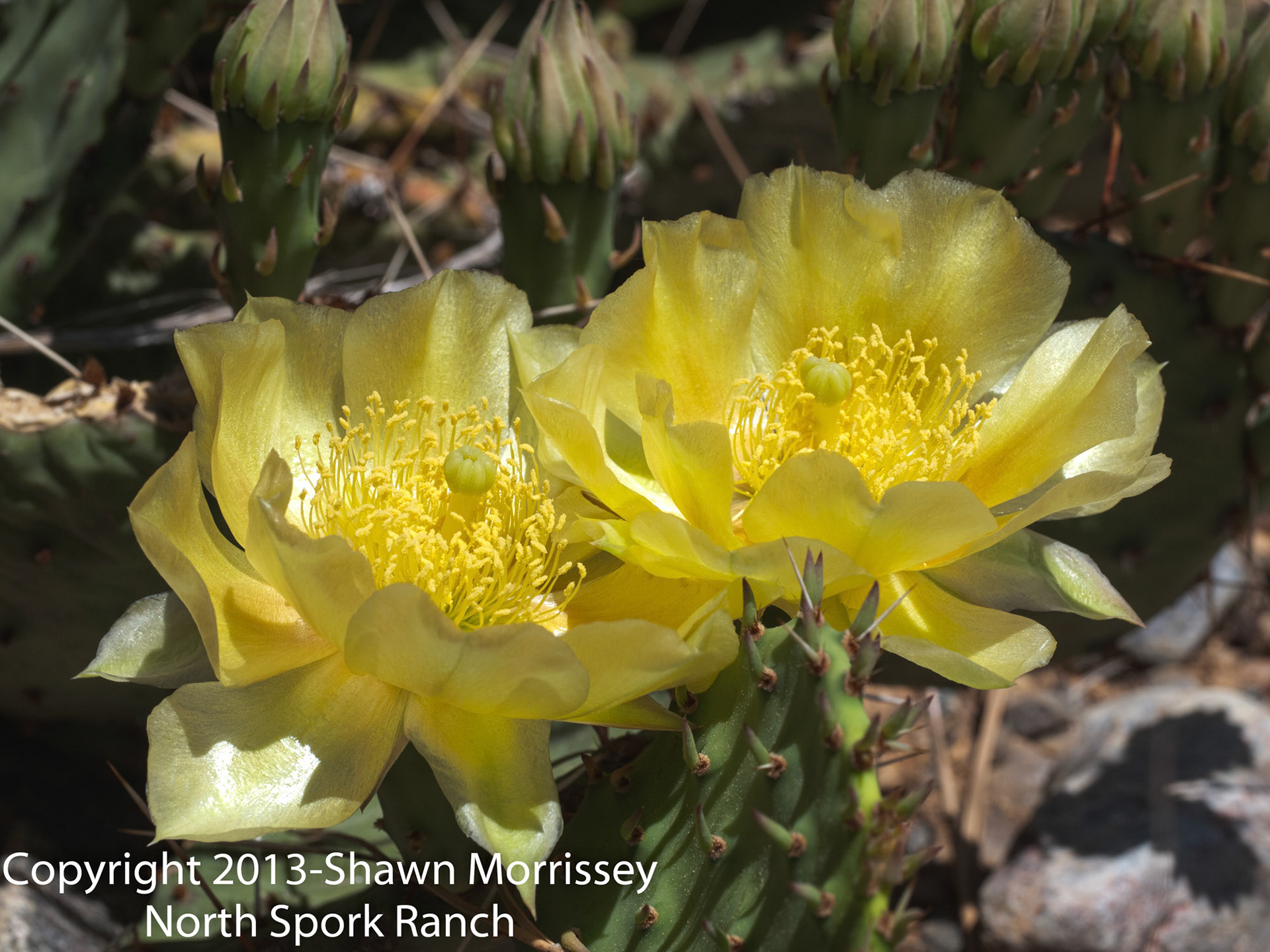 2 cactus flowers