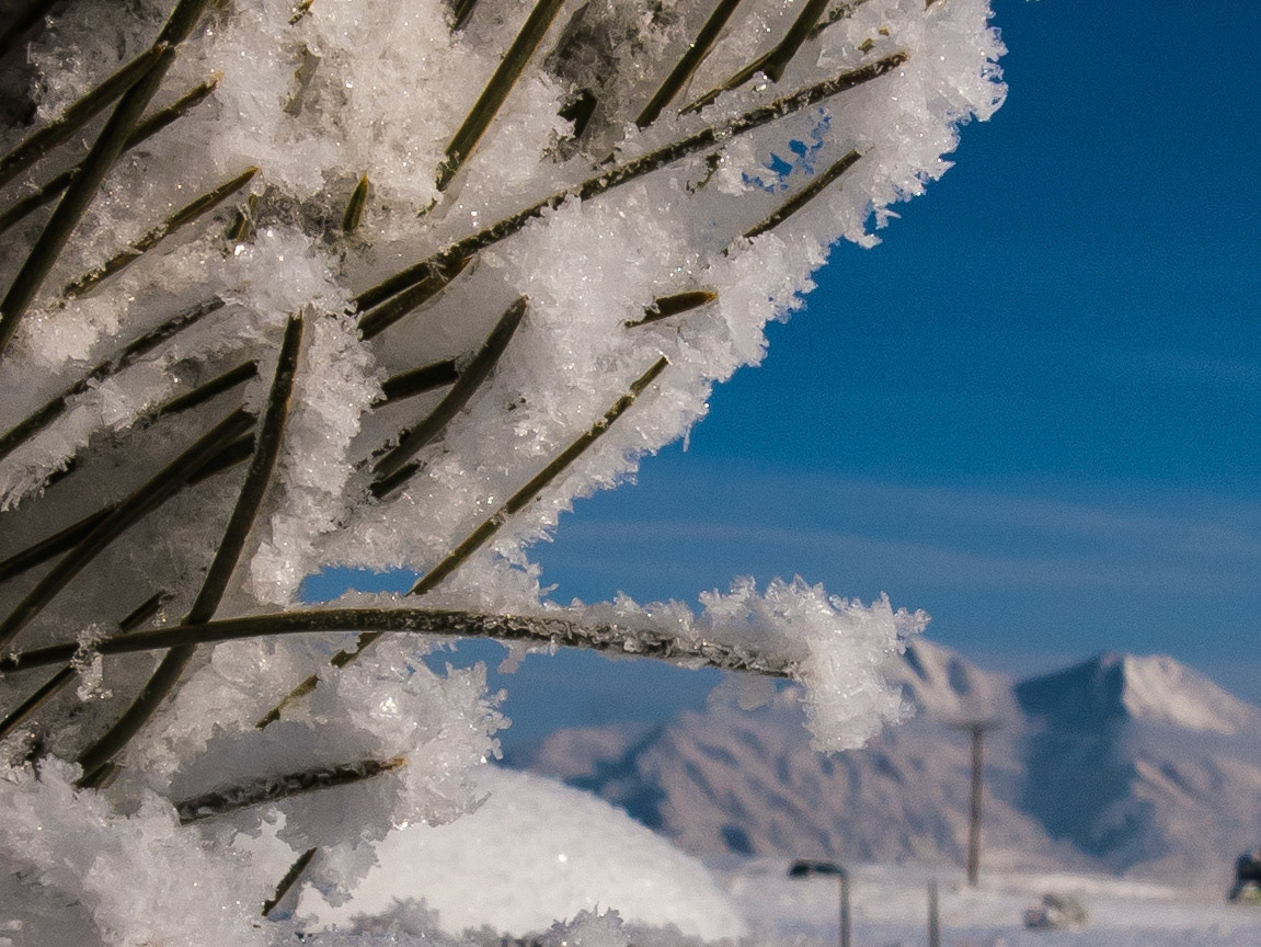 Macro of new snow on pine shrub, Eldorado Canyon in bkgrnd.