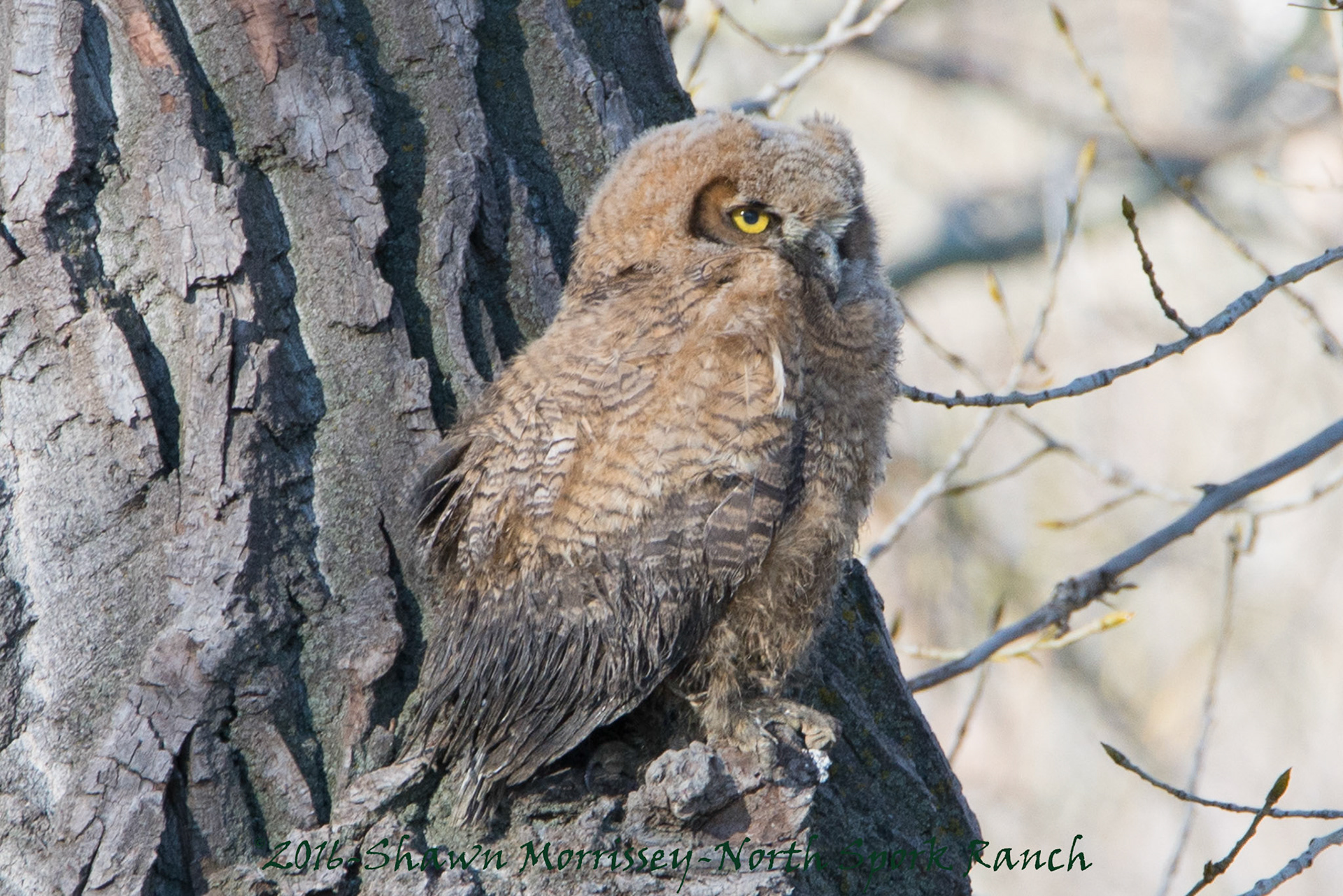 Baby GHO needs a bath