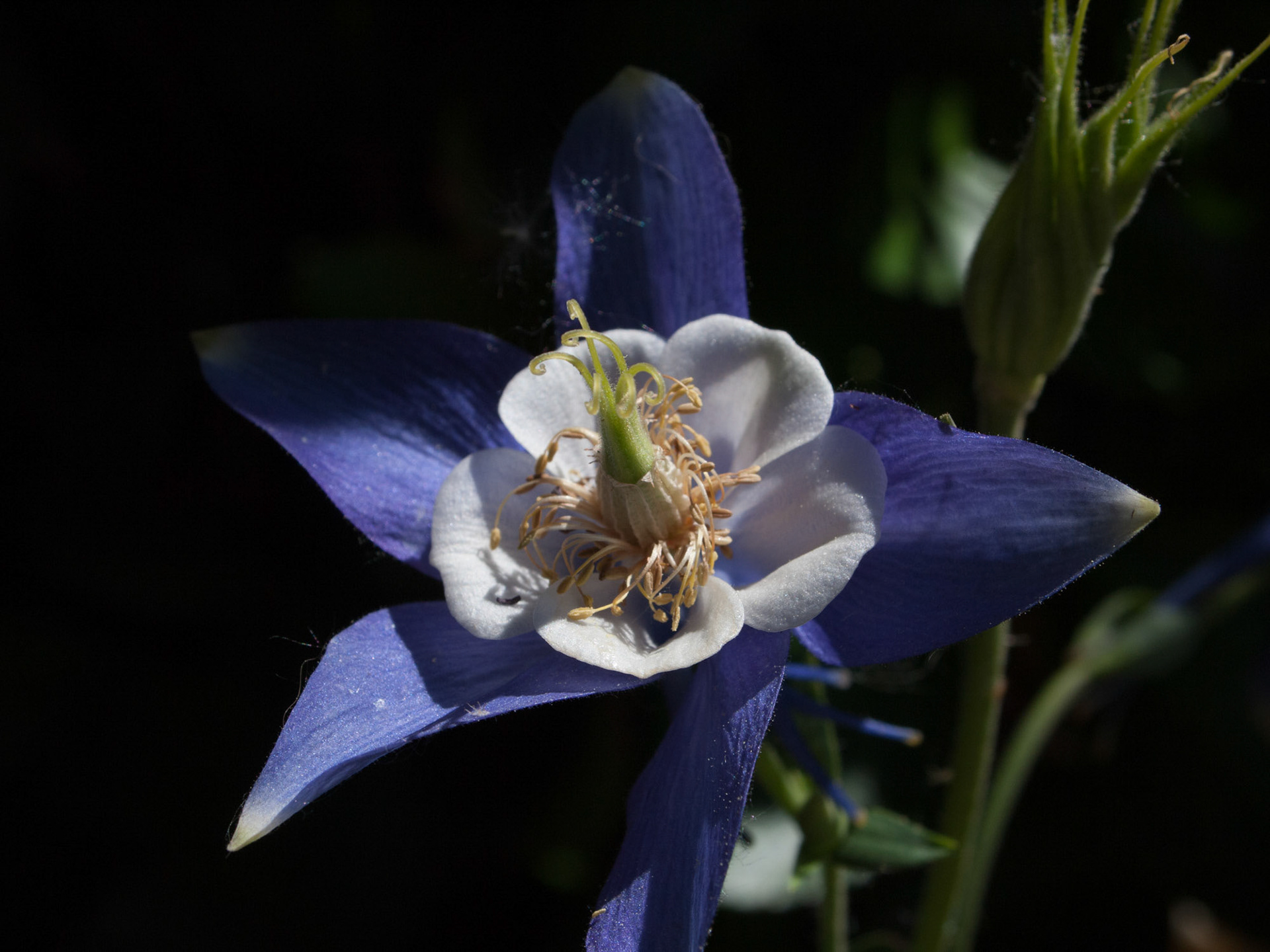 Blue Columbine