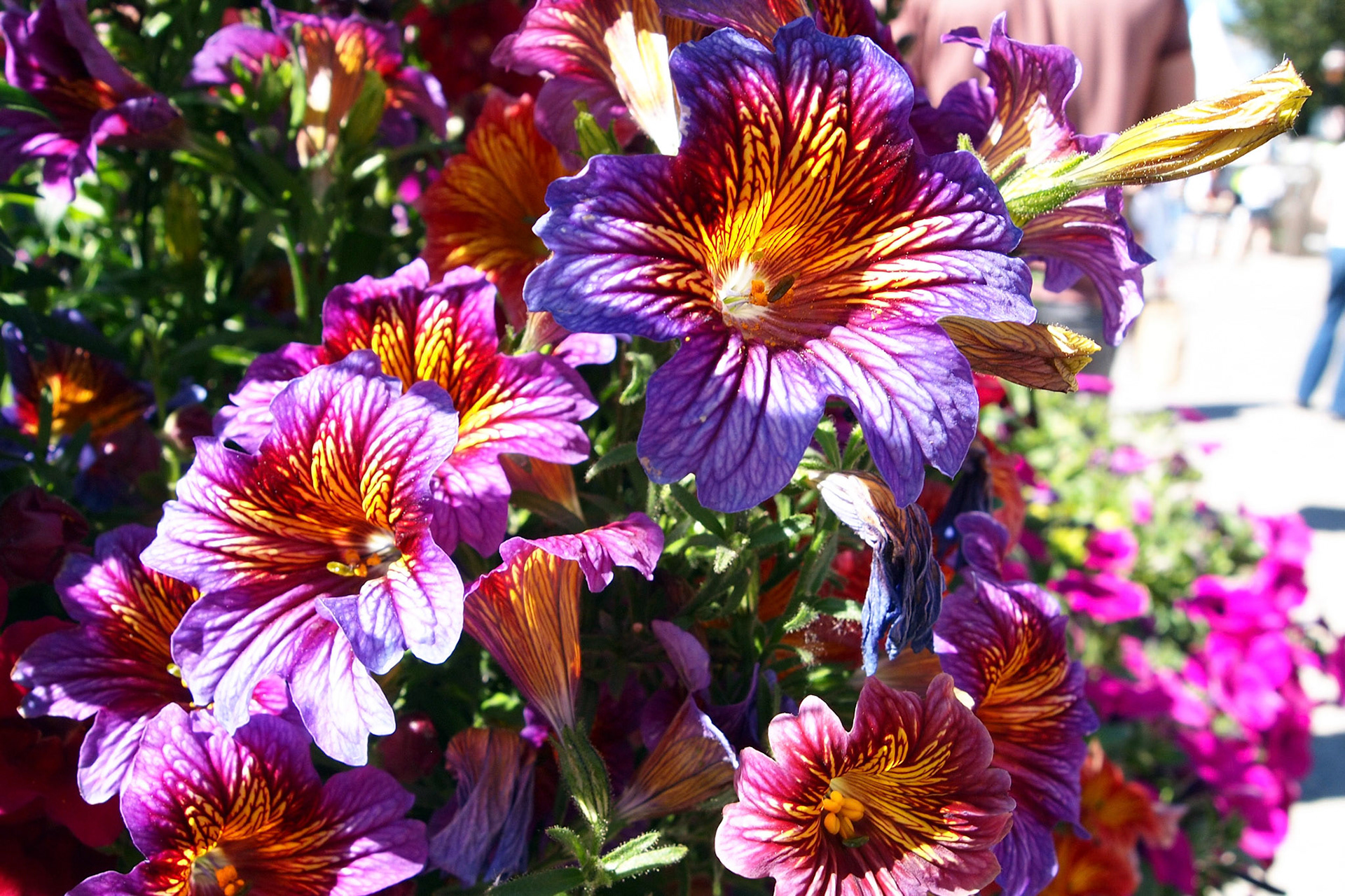 OLYMPUS DIGITAL CAMERA