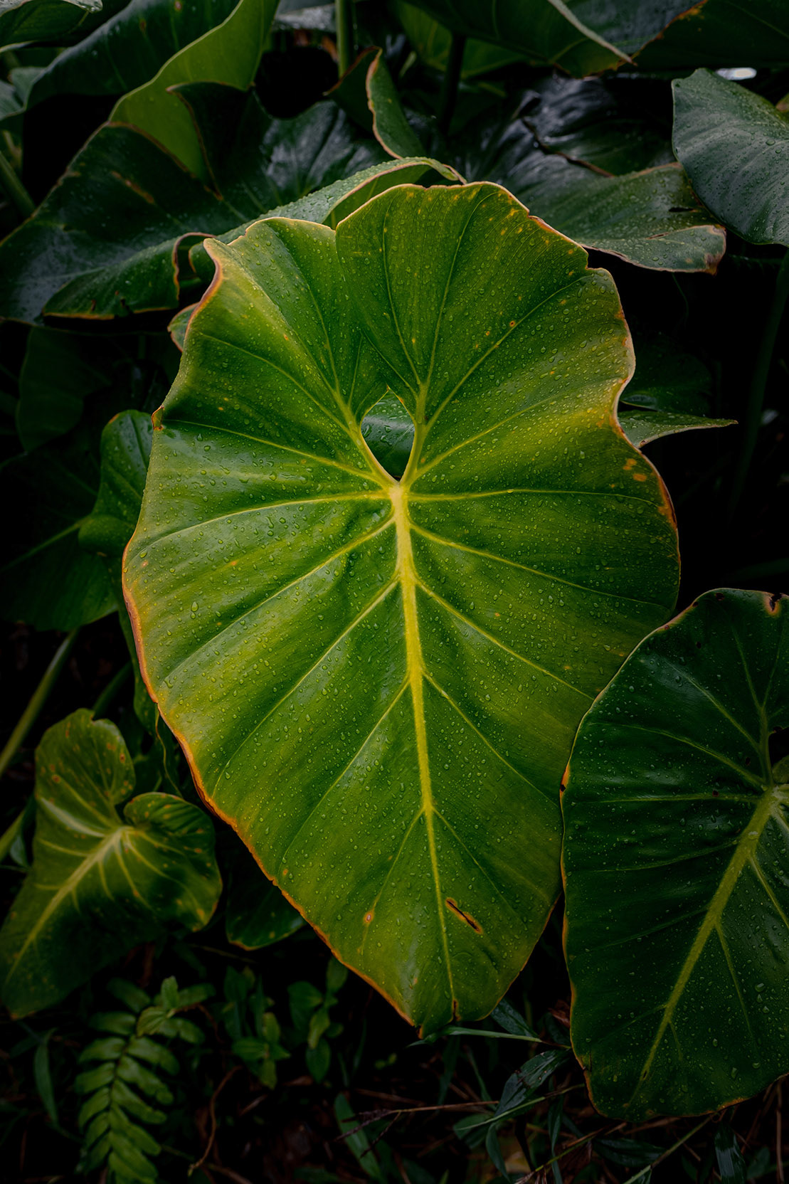 Feuille de siguine — Guadeloupe