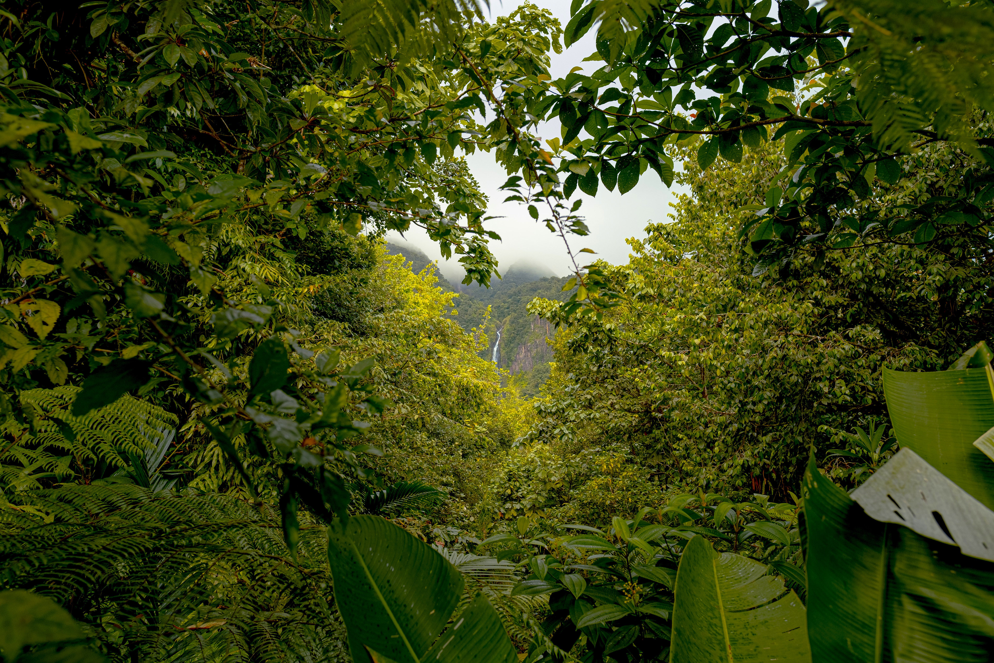 Chutes du Carbet — Guadeloupe, 2021
