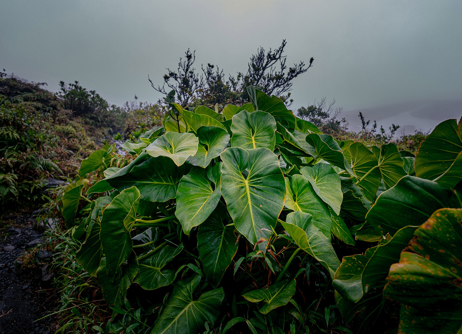 Feuilles de siguine — Guadeloupe