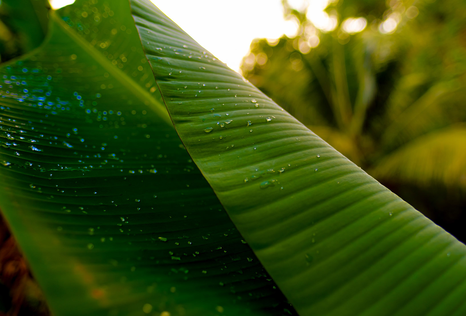 Feuille de bananier au soleil couchant — 2020