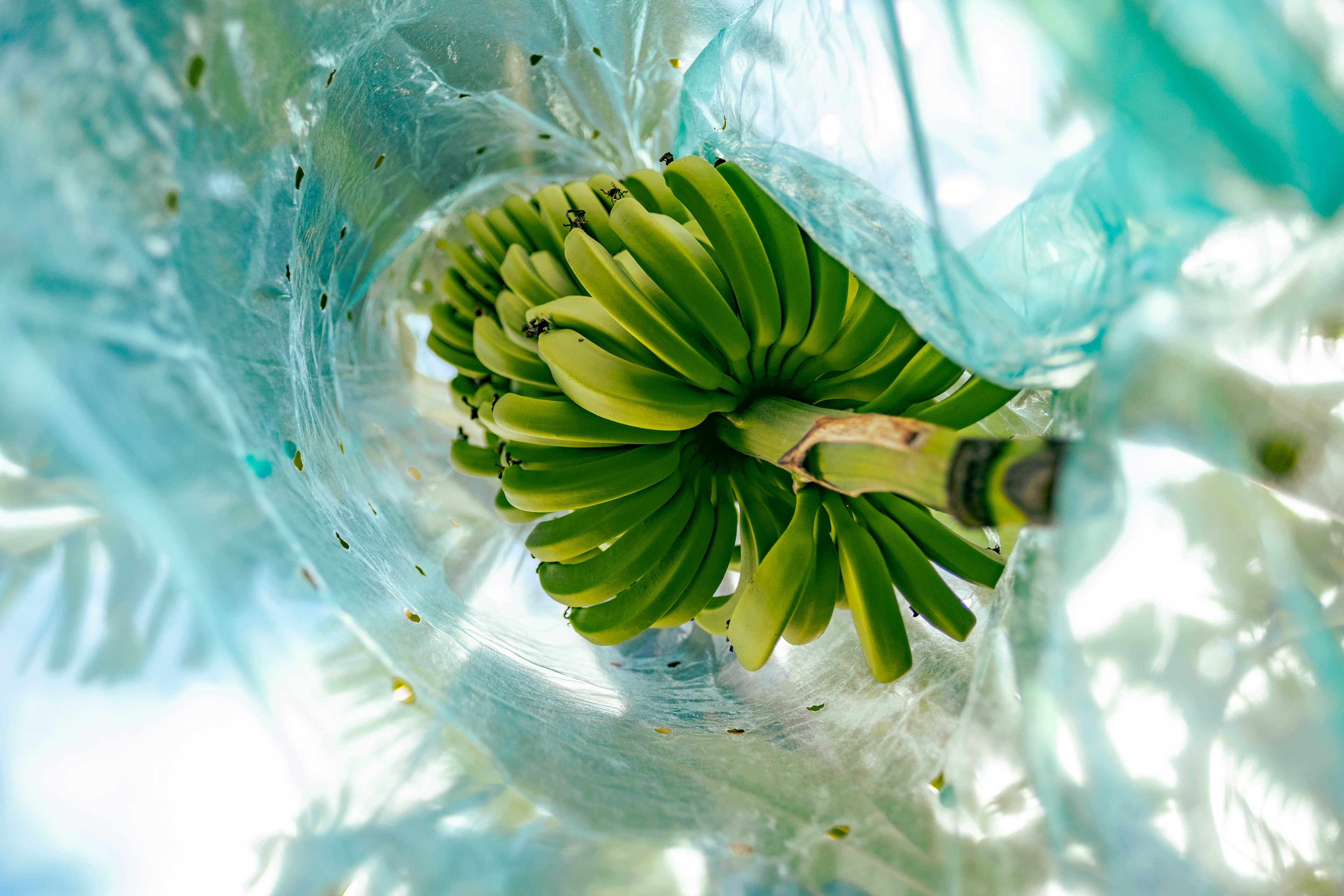 Régime de bananes sous sachet