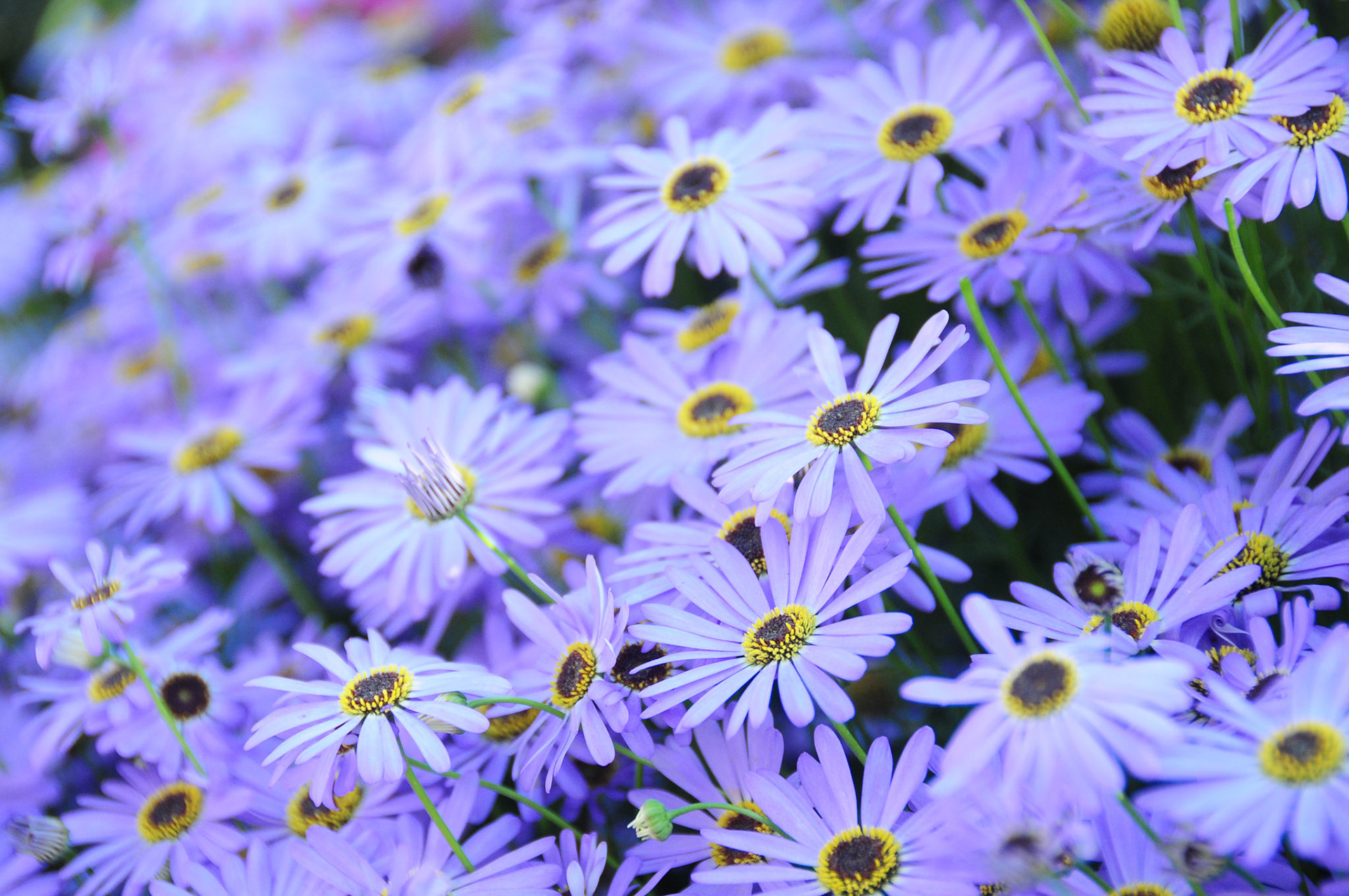 Spring, distilled to a few precise petals | Lucknow, India