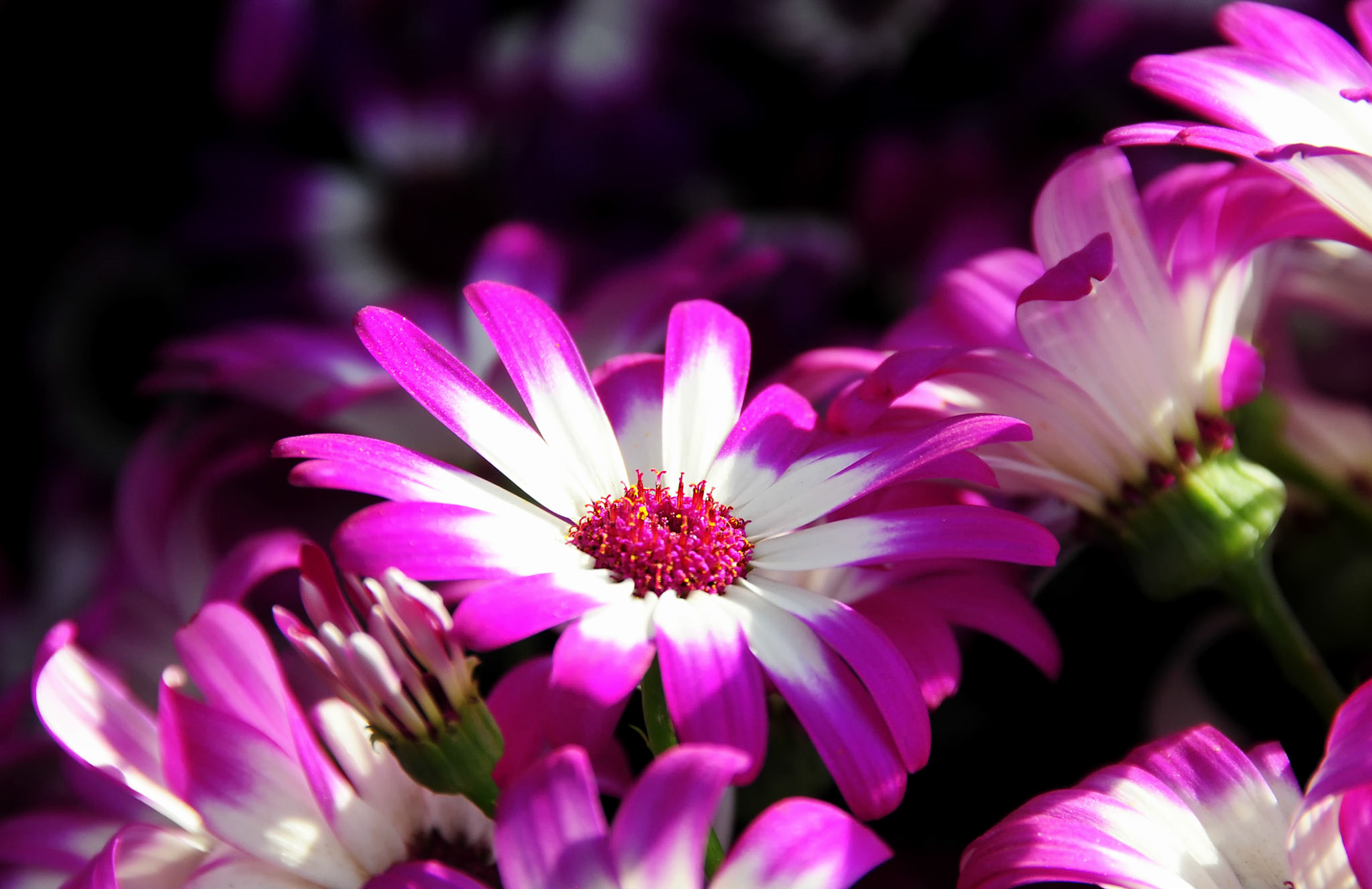 Early spring, speaking in shade, flare, and impossibly tender detail | Lucknow, India
