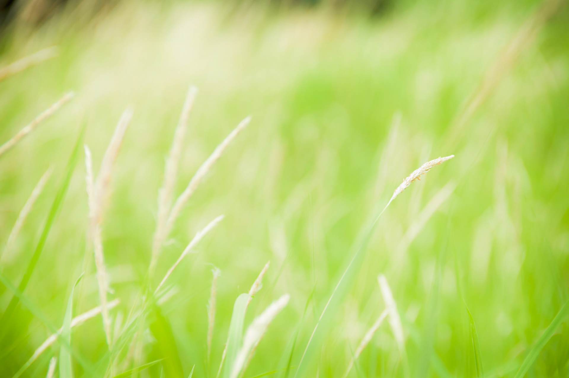 Nothing hurried, nothing wasted, just life standing quietly in rows | Dehradun, India