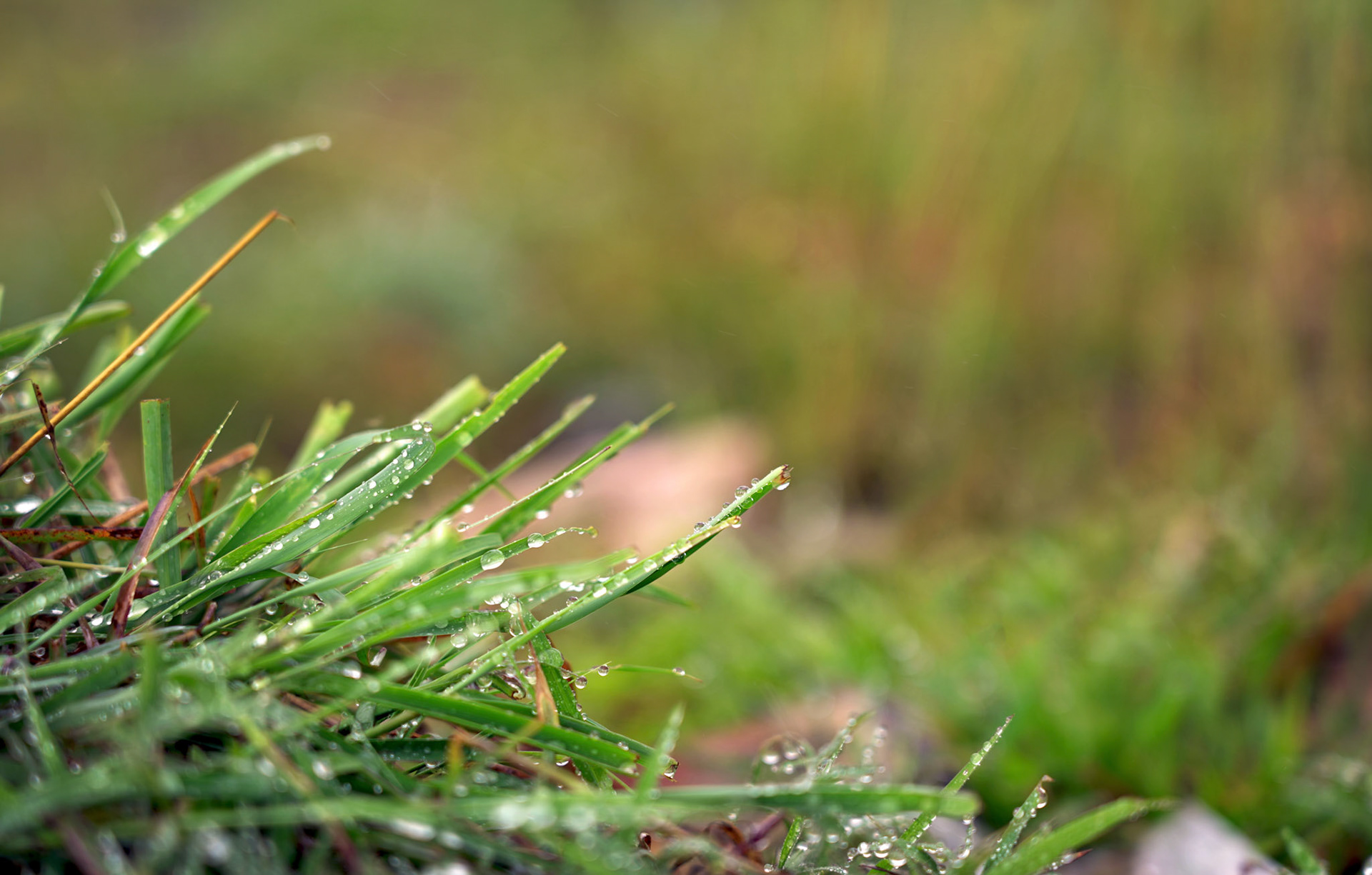 The grass wore the rain as if it had always belonged there | Bangalore, India