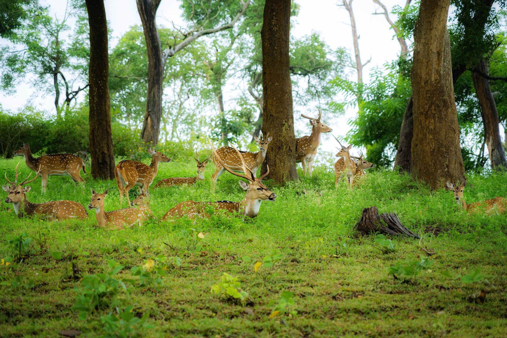 Wildness, not in motion, but in quiet formation | Ooty, India