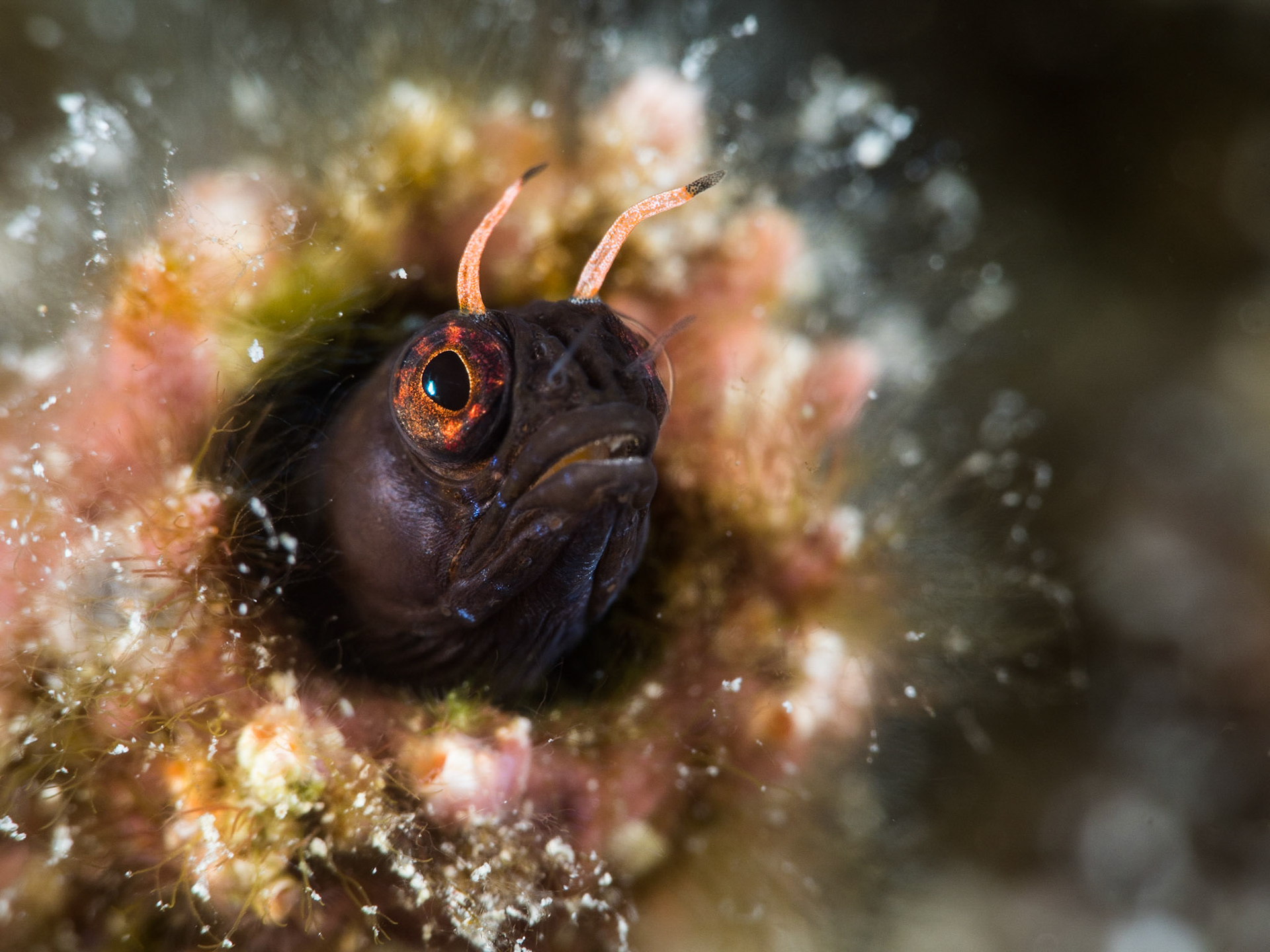 GLUM | Sailfin Blenny | Sea of Cortez, Mexico