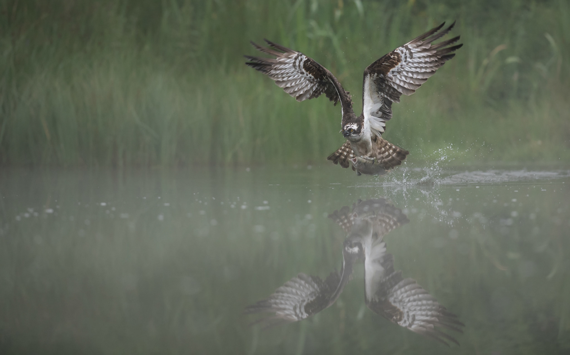 TROUT SCREAM | Osprey | Cairngorms, Scotland, UK