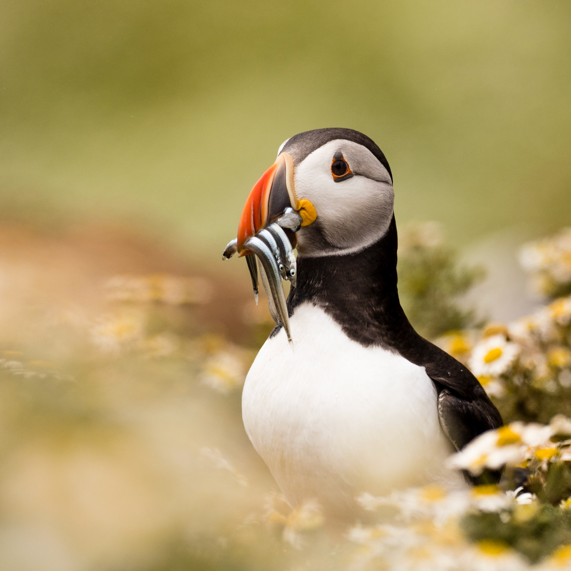 EELS | Puffin | Skomer, Wales, UK