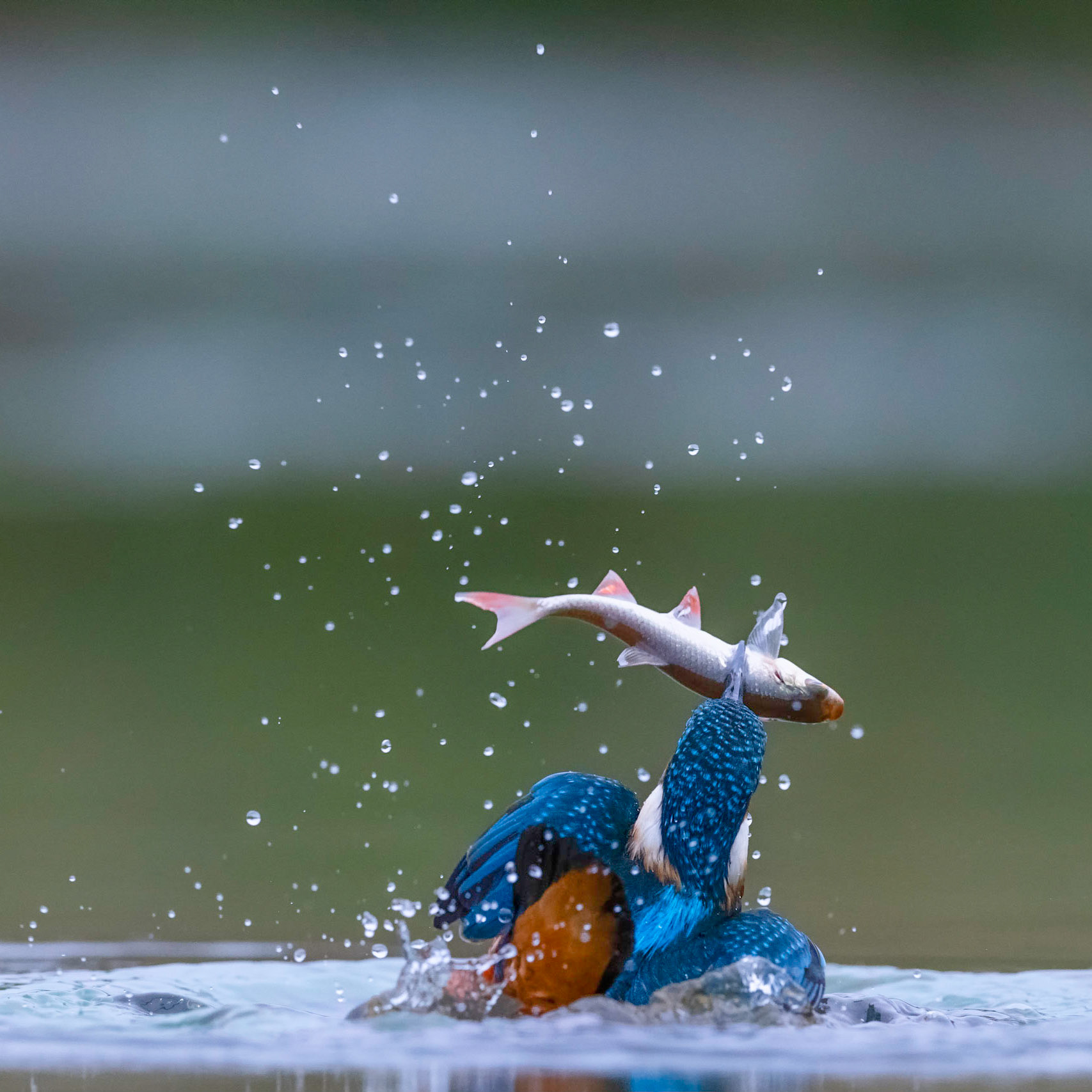 THE CATCH | Kingfisher | Lincolnshire, England, UK