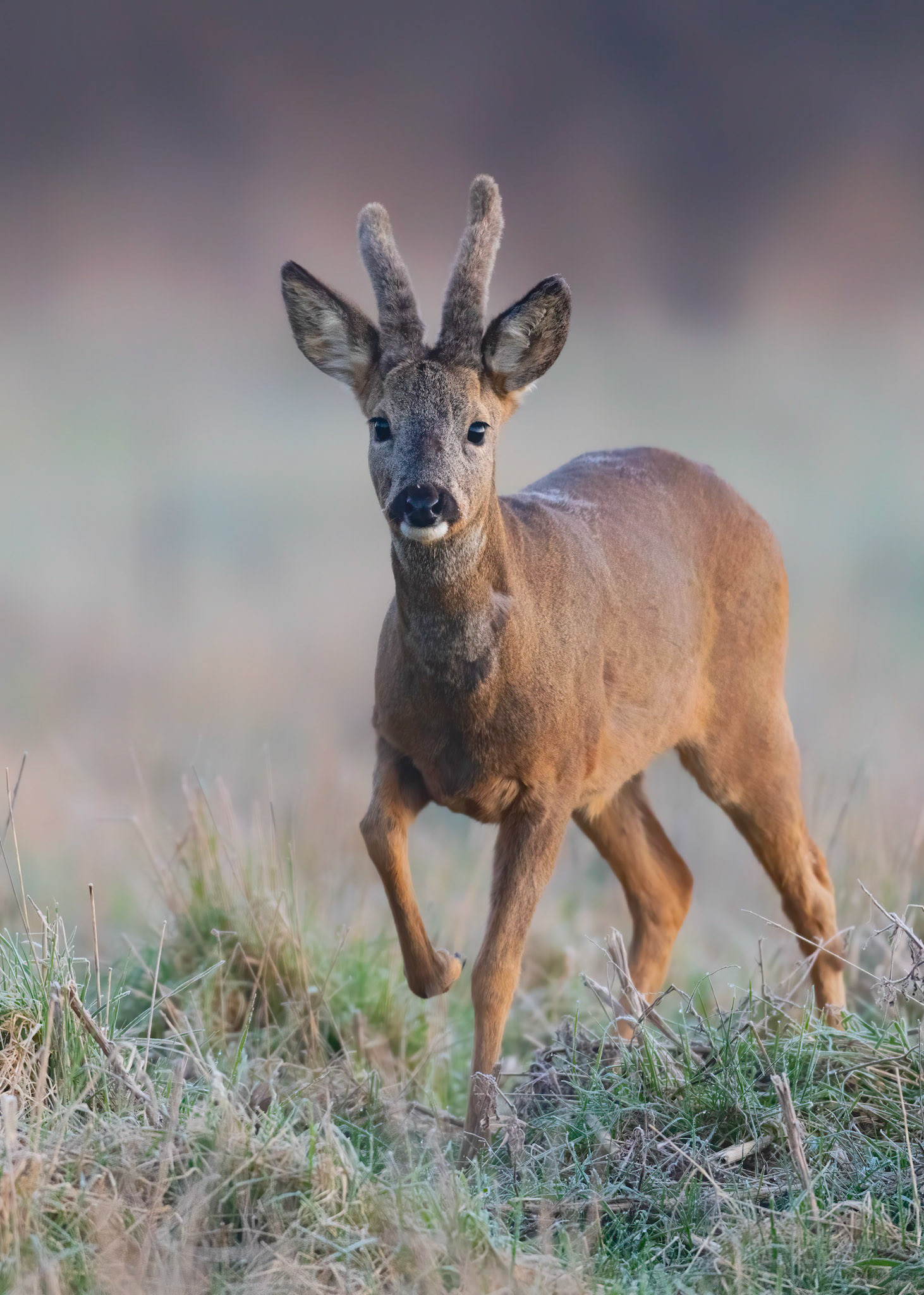 INQUISITIVE | Roe Deer | West Sussex, England