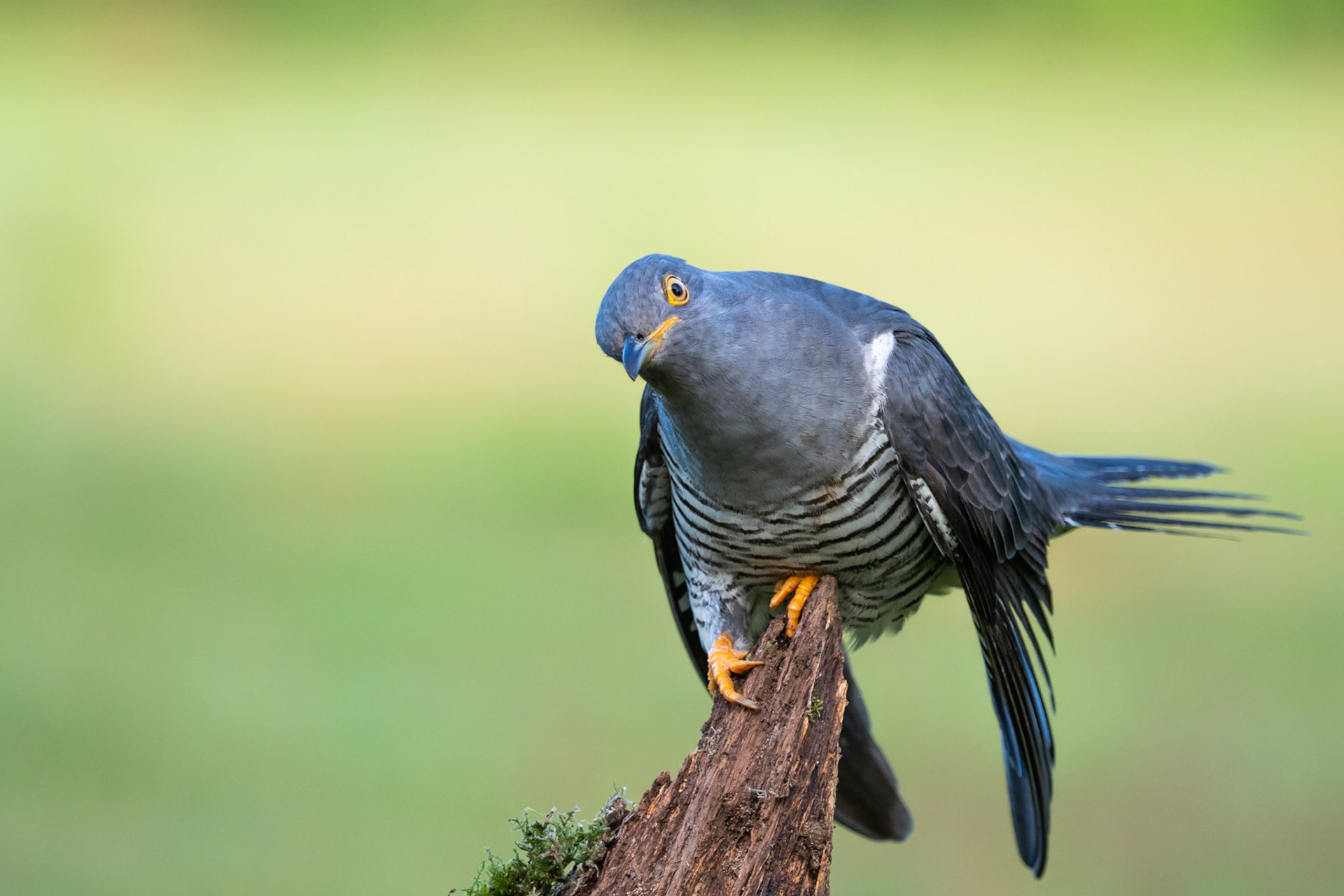 SHOWMAN I | Cuckoo | Surrey, England, UK