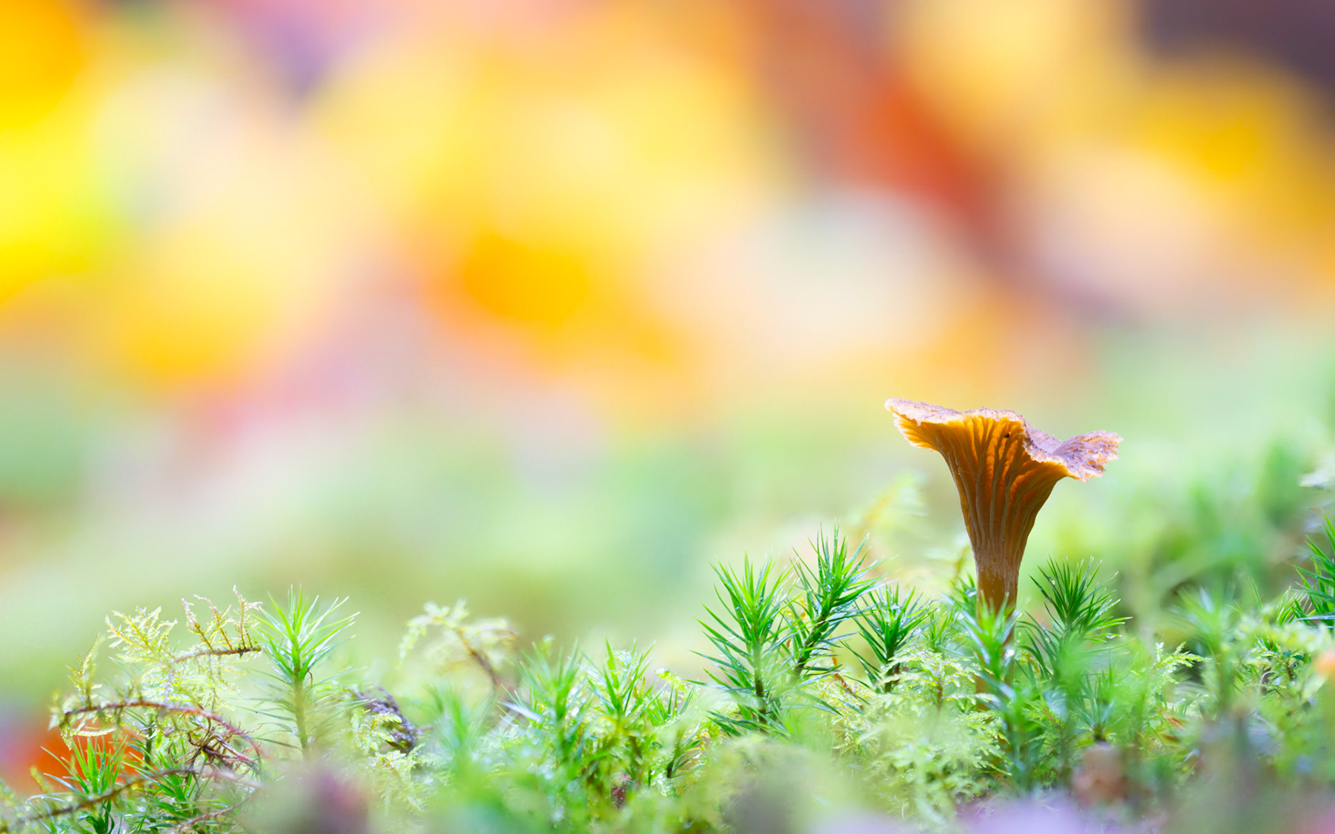 TASTY | Chanterelle Fungus | Ebernoe Common, West Sussex, England, UK