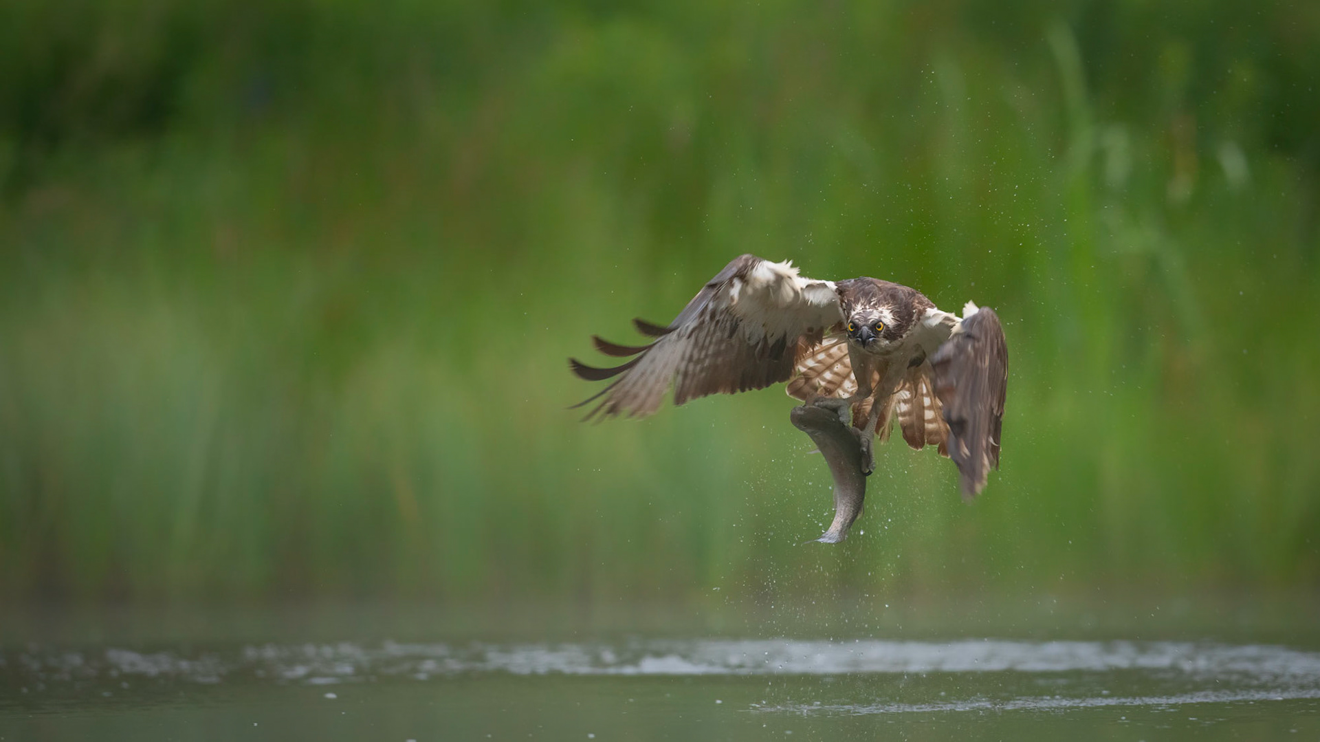 LIFTOFF | Osprey | Cairngorms, Scotland, UK