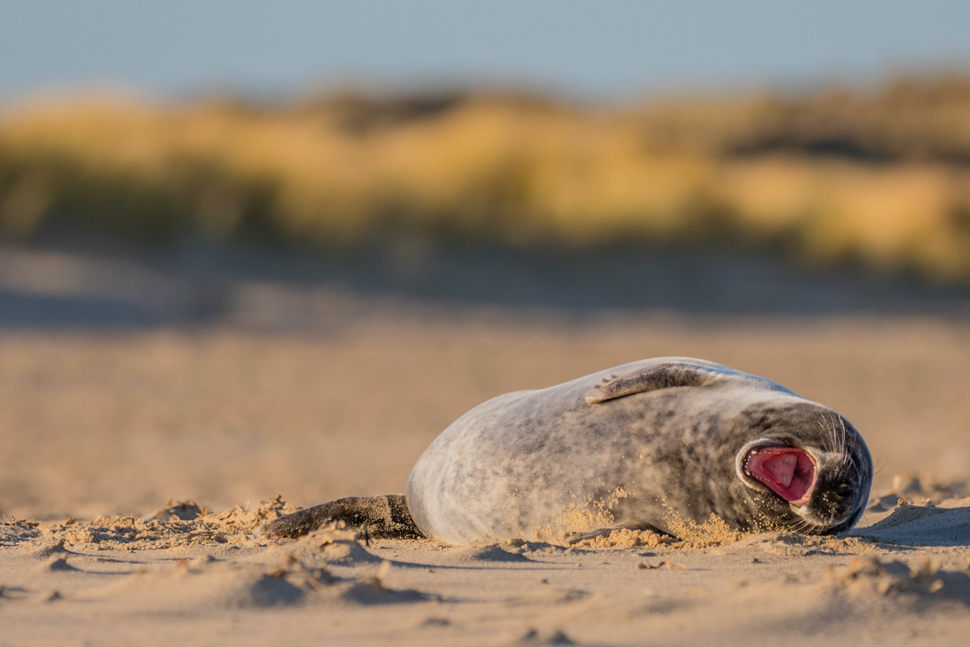 YAWN | Grey Seal | Norfolk, England, UK