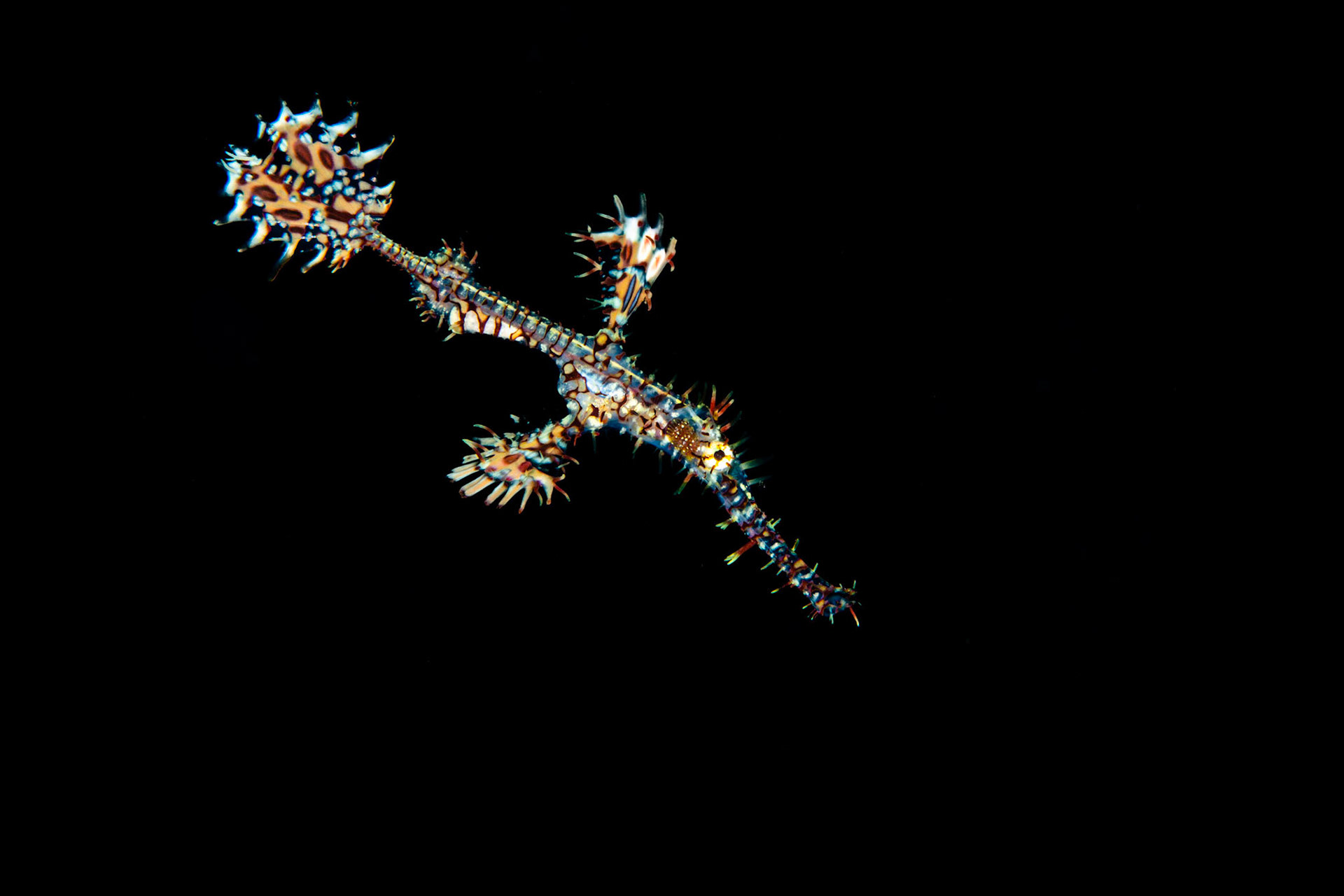 ORNATE | Ghost Ornate Pipefish | Bali, Indonesia